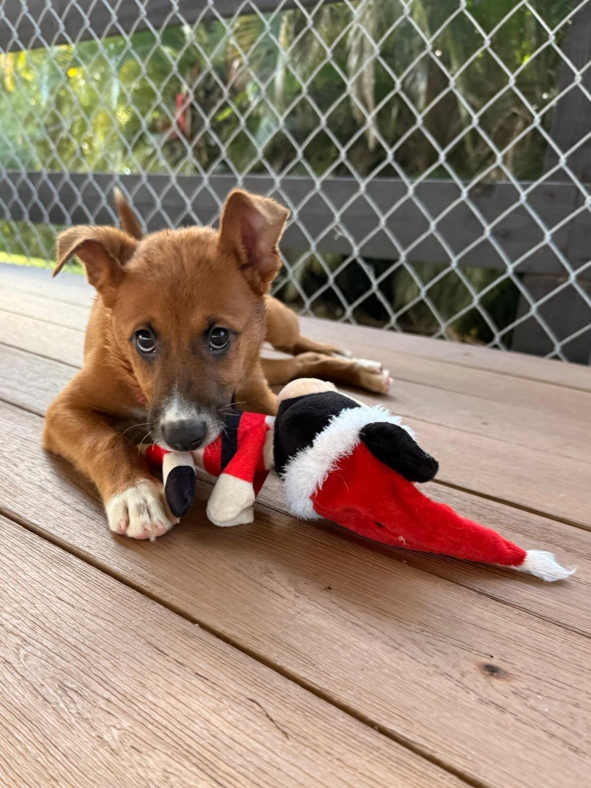 Enlarge Elfie, a Adoptable mixed breed in Warwick, RI image 2/3