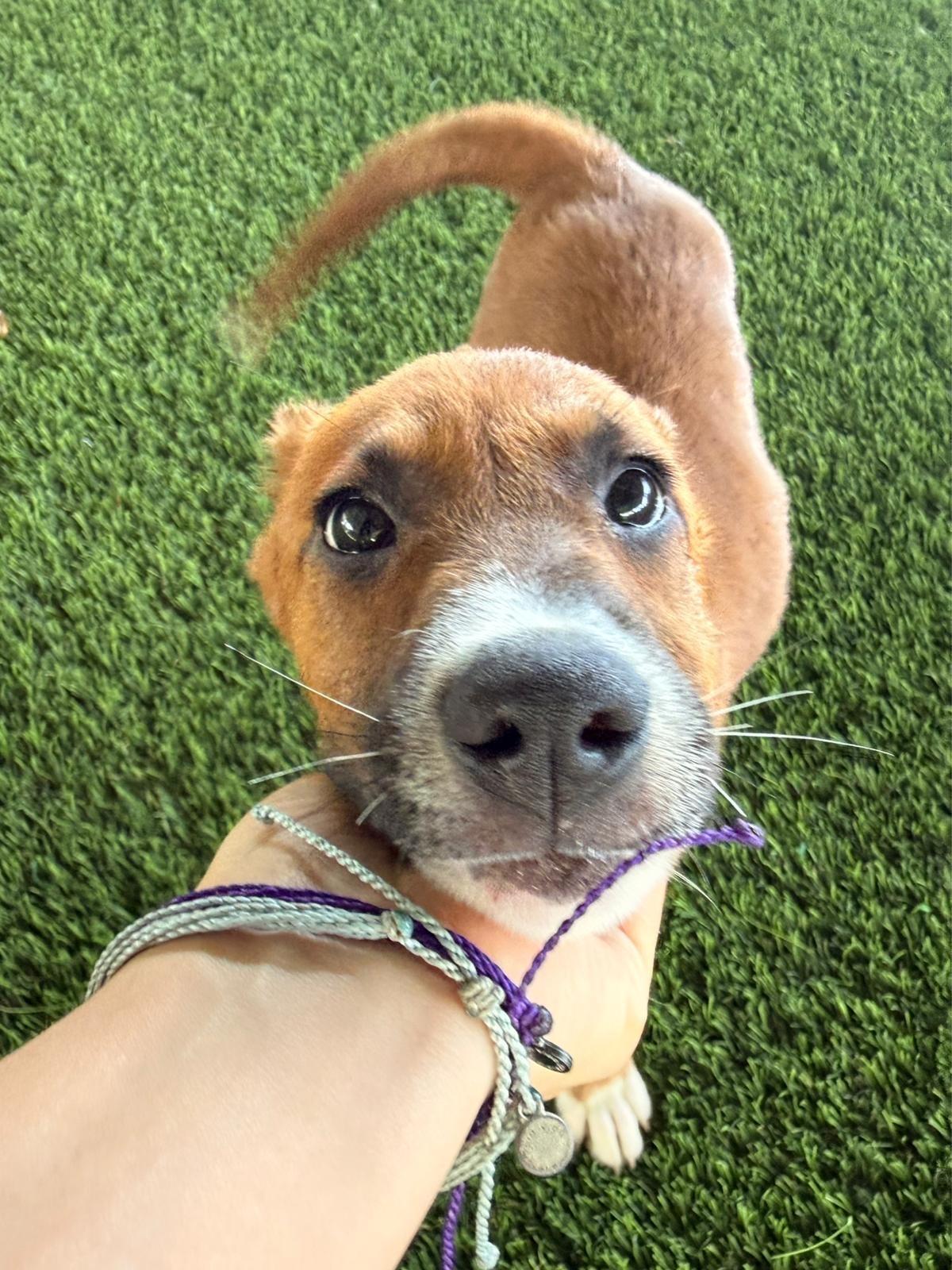 Enlarge Elfie, a Adoptable mixed breed in Warwick, RI image 3/3