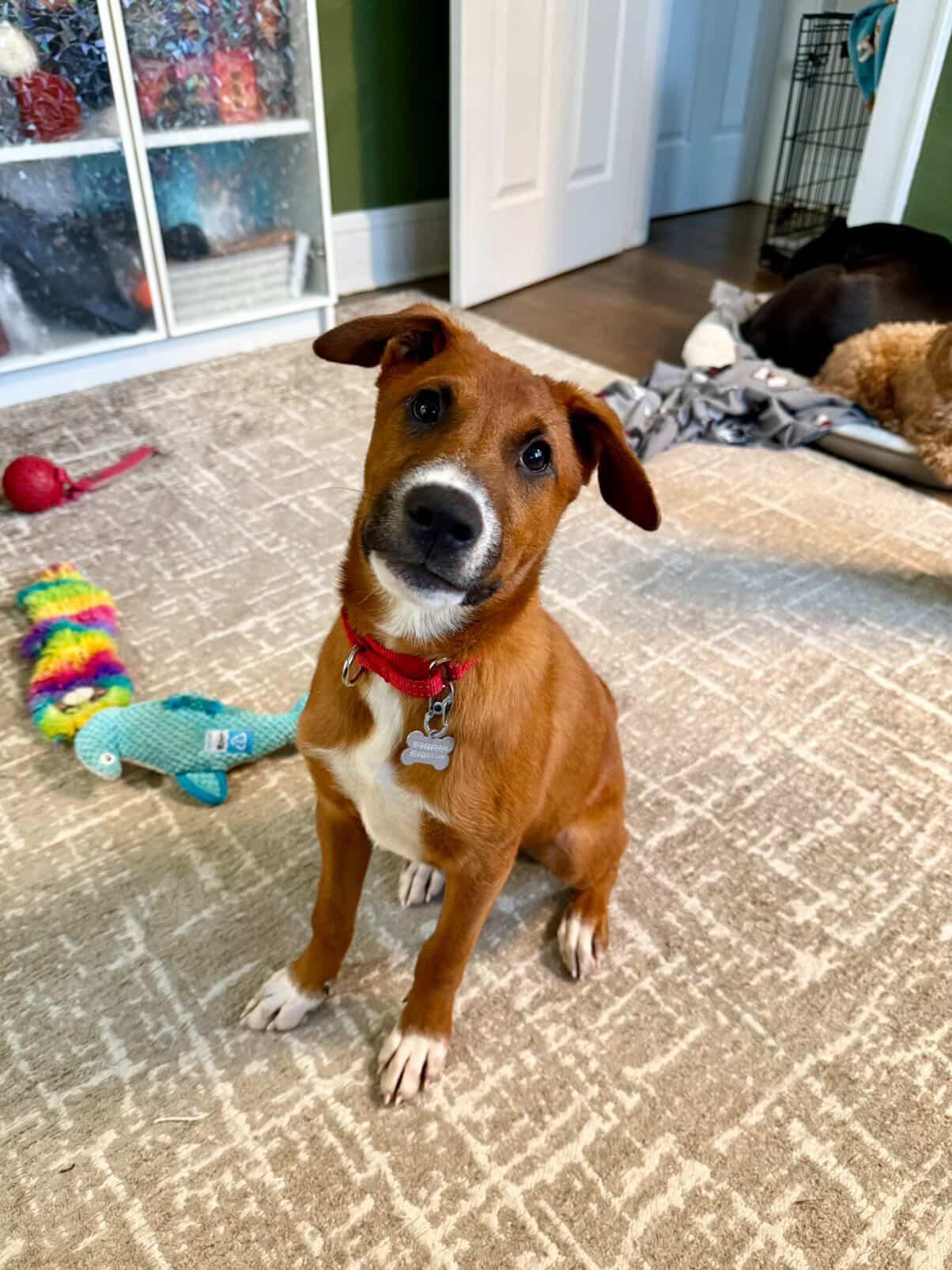 Enlarge Elfie, a Adoptable mixed breed in Brooklyn, NY image 5/5