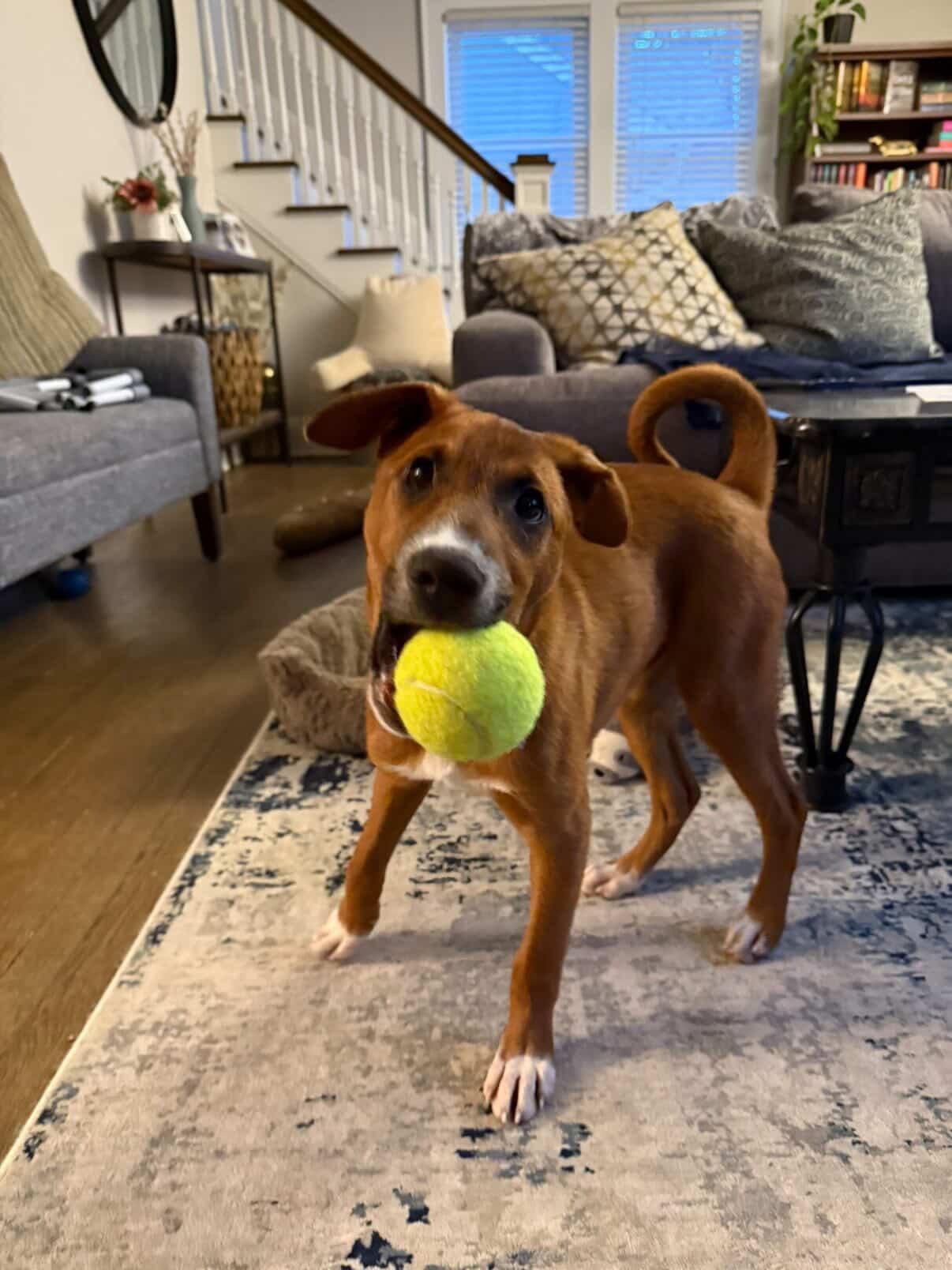 Enlarge Elfie, a Adoptable mixed breed in Brooklyn, NY image 4/5