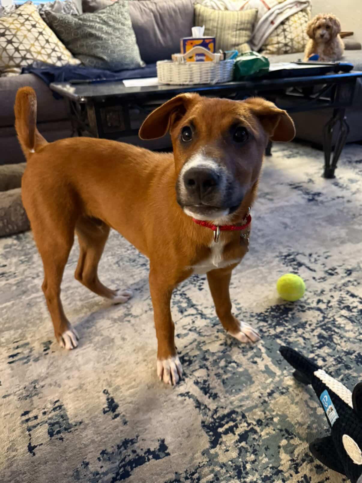 Enlarge Elfie, a Adoptable mixed breed in Brooklyn, NY image 3/5