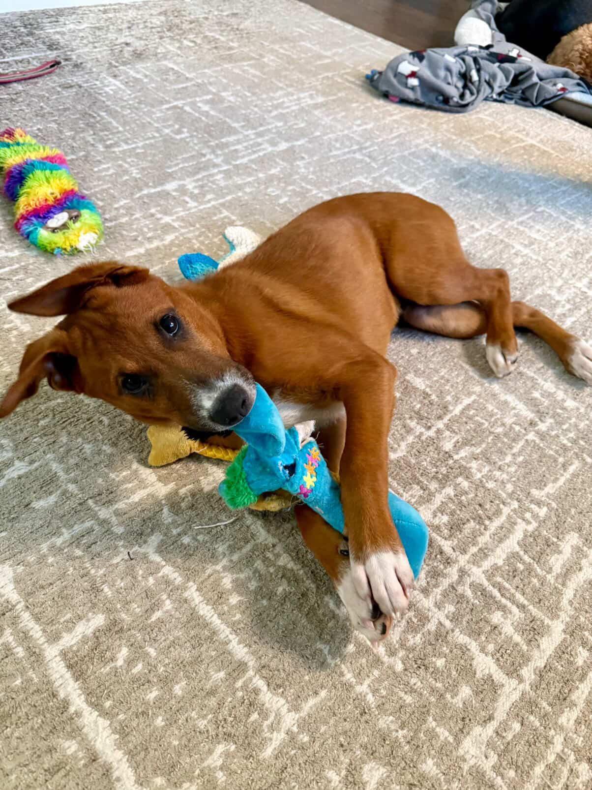 Enlarge Elfie, a Adoptable mixed breed in Brooklyn, NY image 2/5