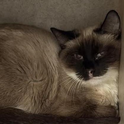 Mya, adopted, Young Female Siamese.