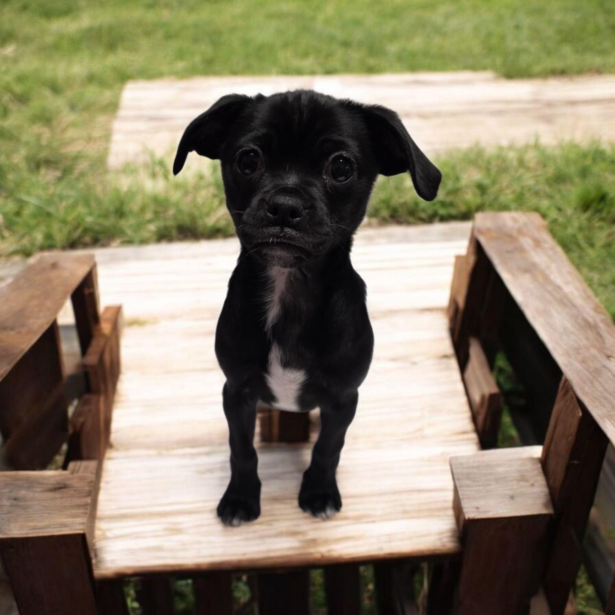 Maple, Baby Female unknown