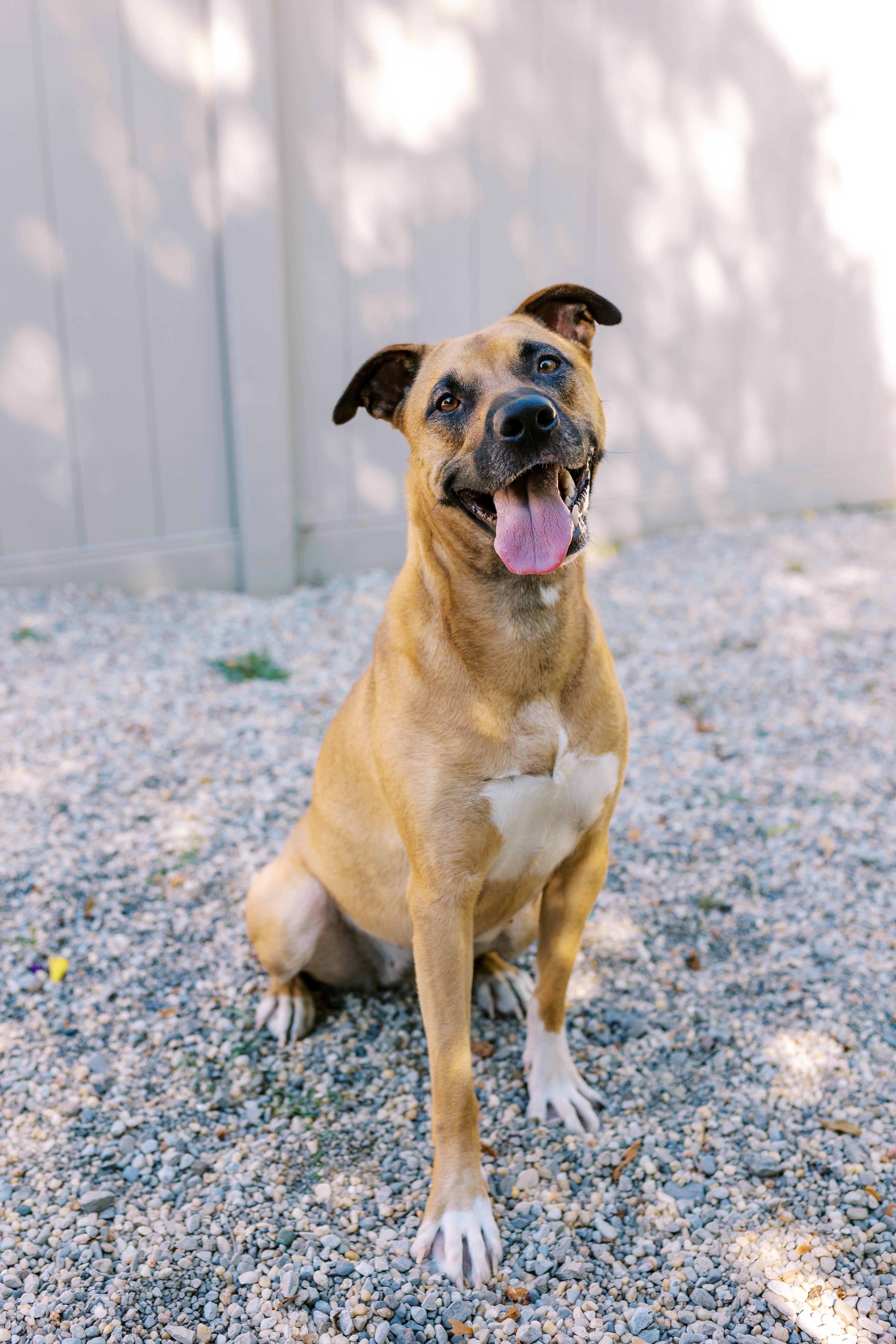 Enlarge Gertie DS-166/25, a Adoptable mixed breed in Burlington, ON image 1/3