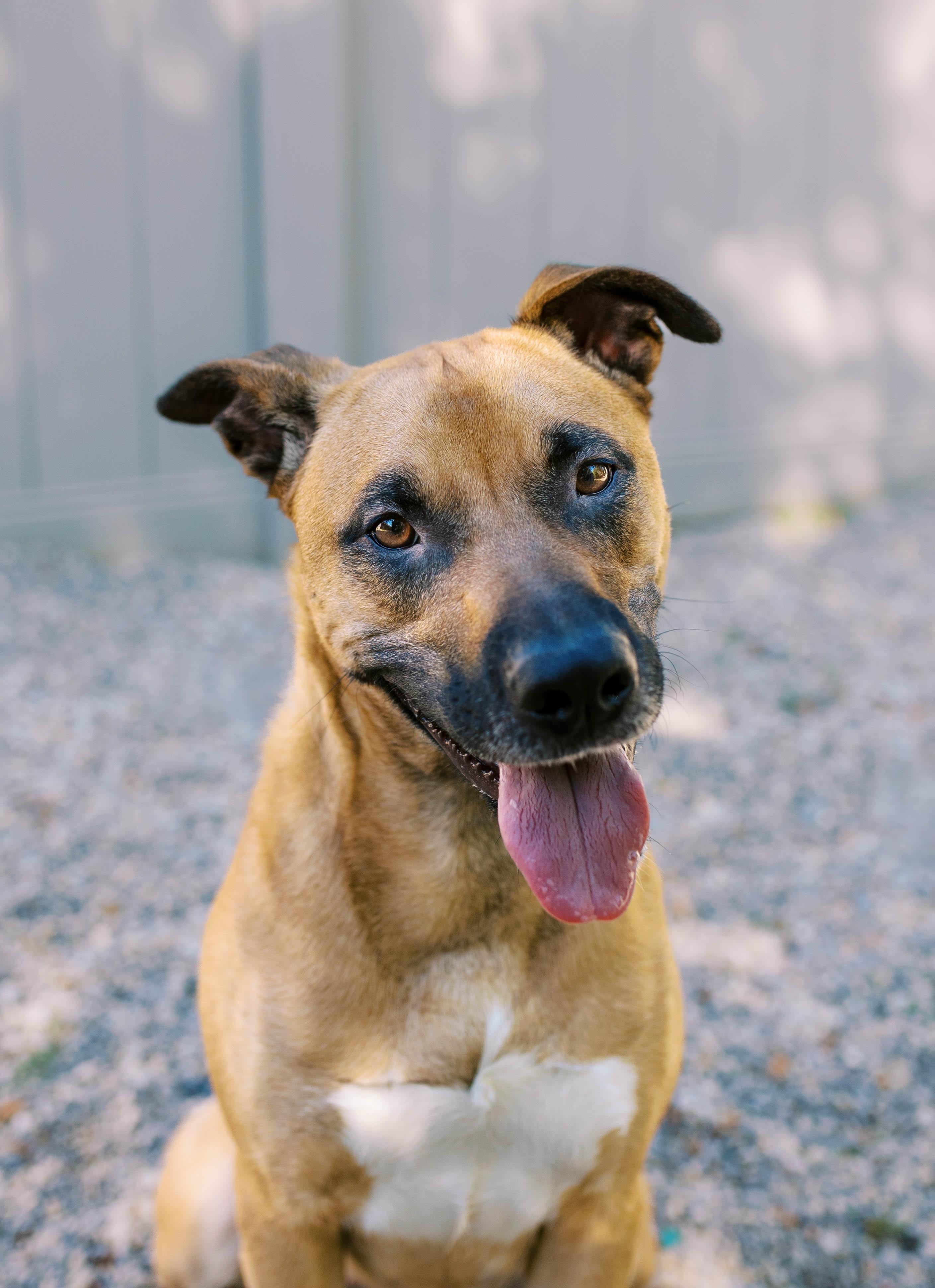 Enlarge Gertie DS-166/25, a Adoptable mixed breed in Burlington, ON image 2/3