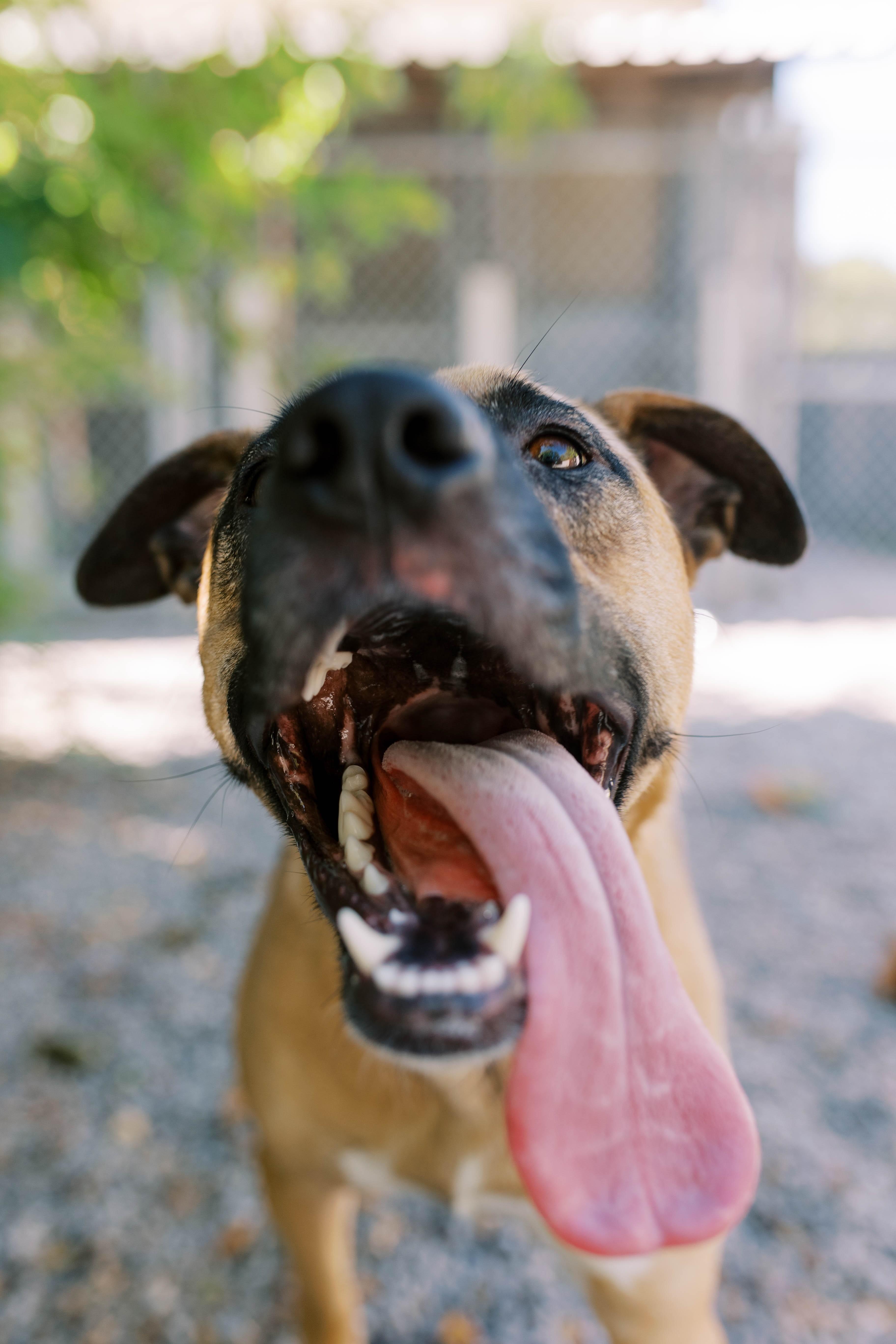 Enlarge Gertie DS-166/25, a Adoptable mixed breed in Burlington, ON image 3/3