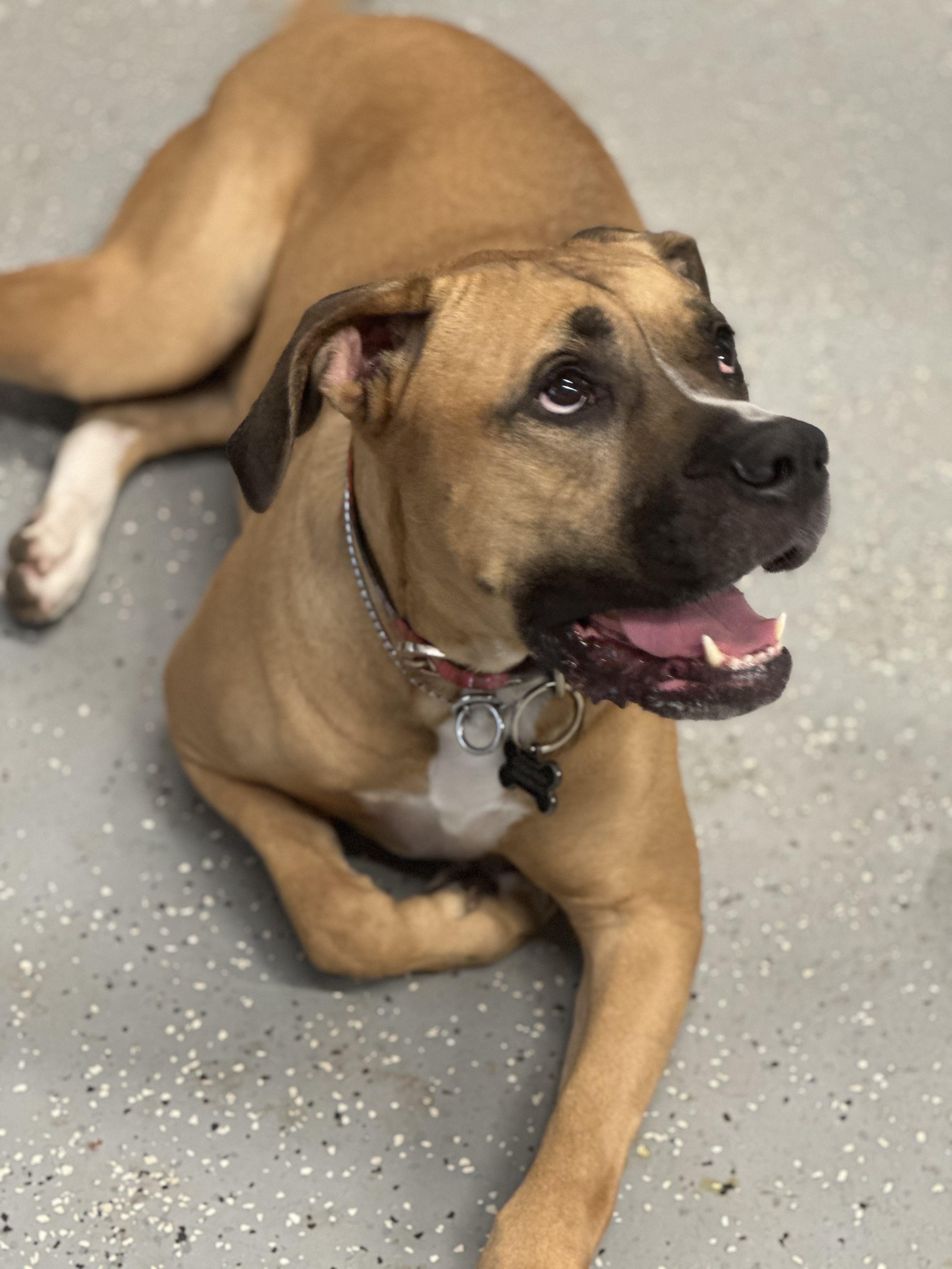 Nellie, Adopted, Young Female Boxer & Black Mouth Cur.