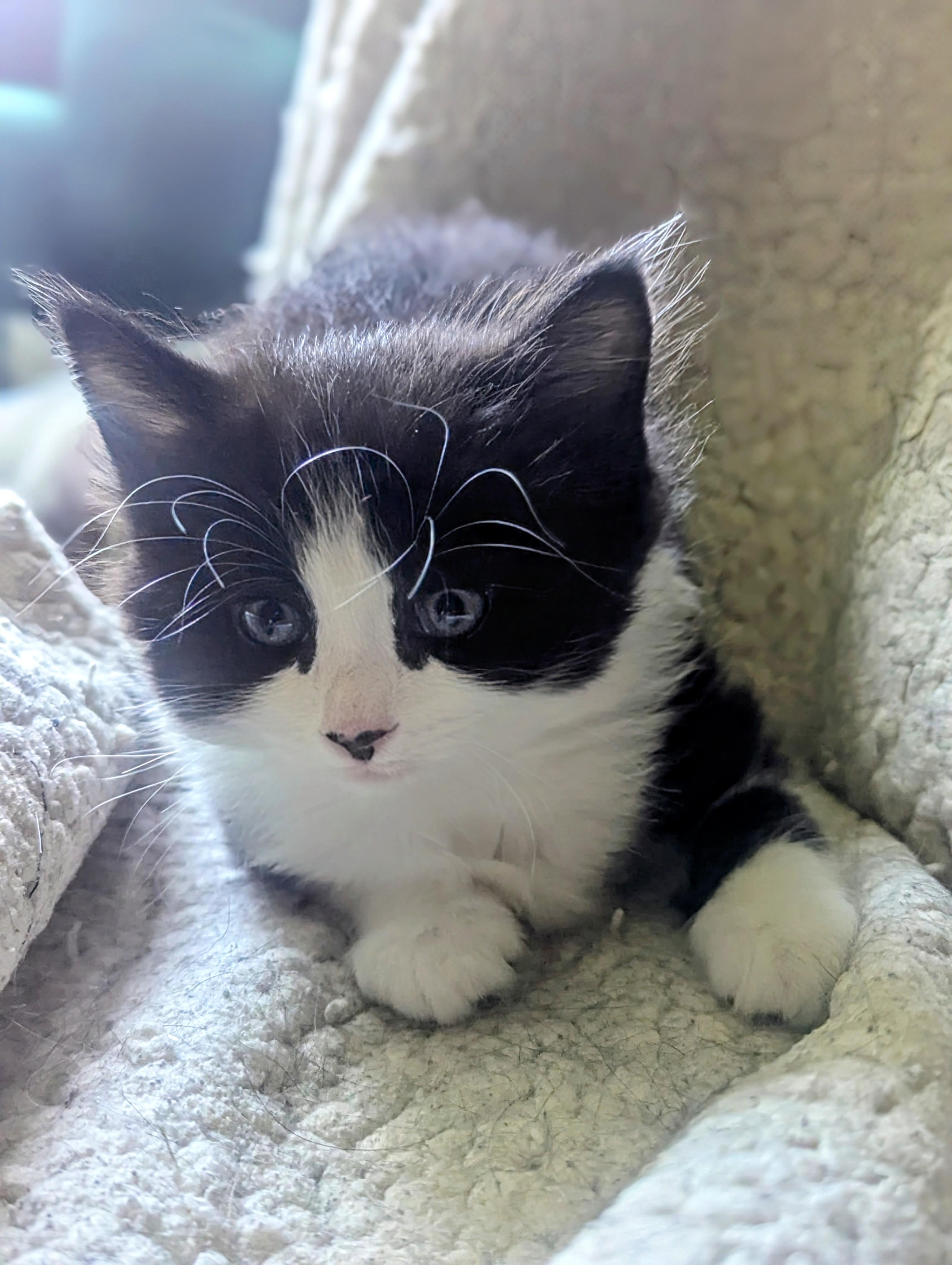 Leo(na), Baby Female Tuxedo