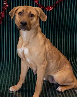 Whitney, ADOPTABLE, Adult Female Black Mouth Cur.