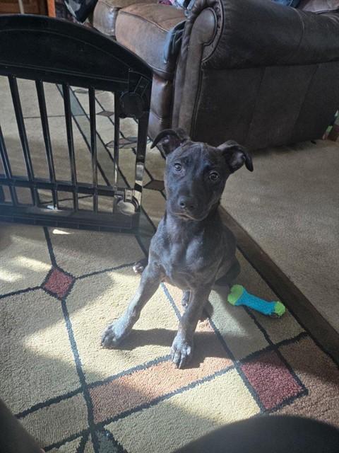 CREED, Adoptable, Puppy Male Pit Bull Terrier & Mixed Breed.