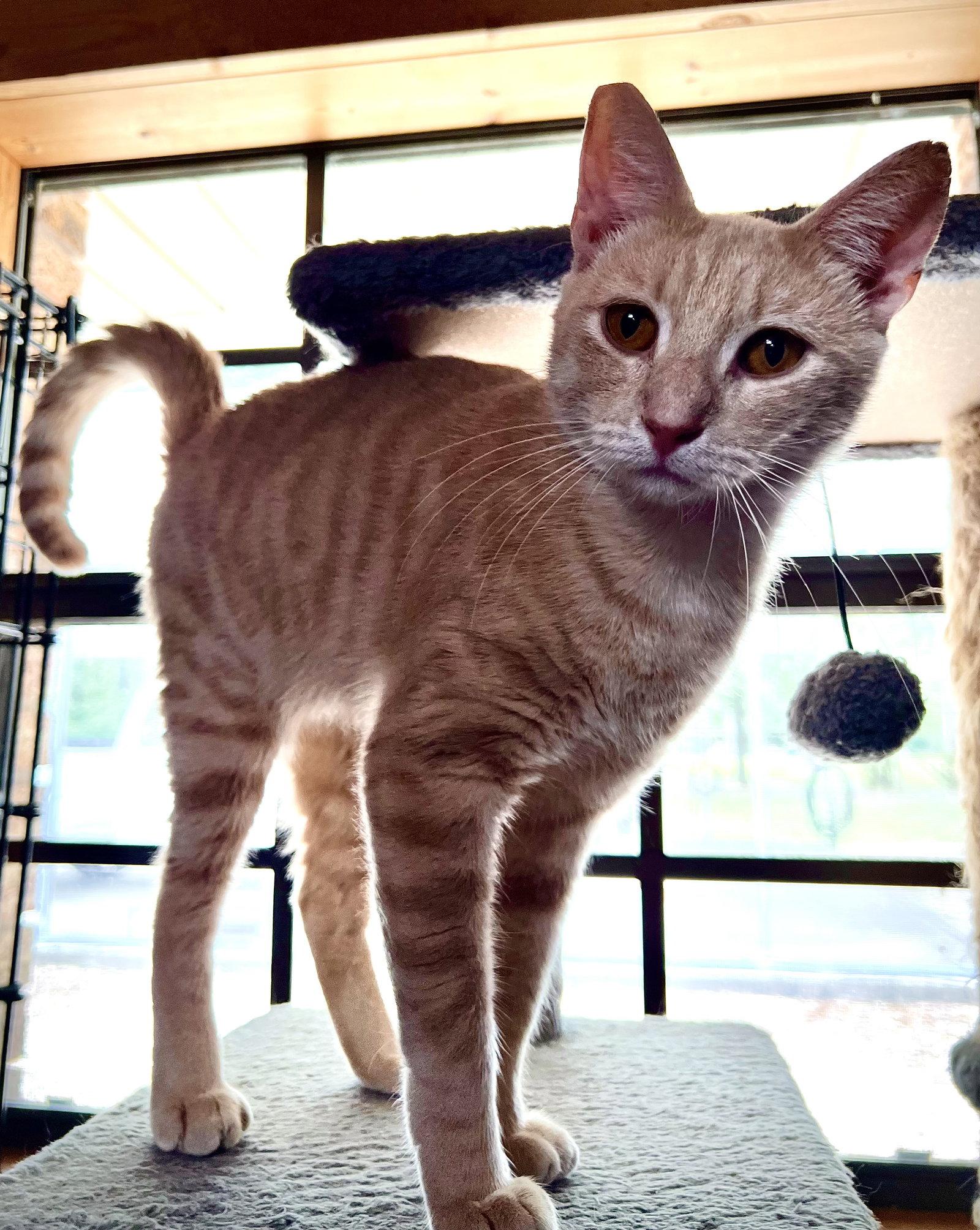 Louie, a Adoptable Domestic Short Hair in Hammond, LA image 1/2