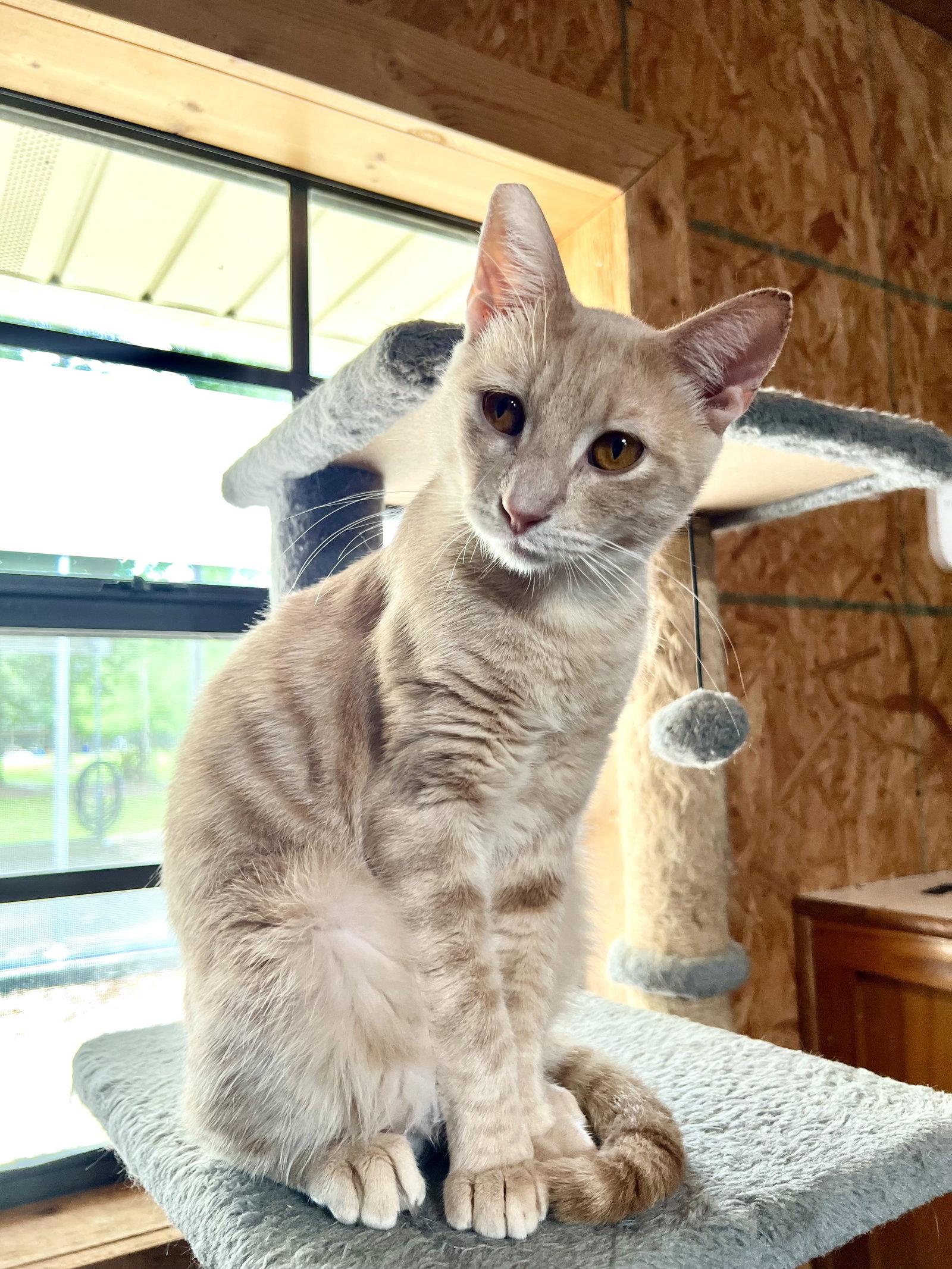 Louie, a Adoptable Domestic Short Hair in Hammond, LA image 2/2