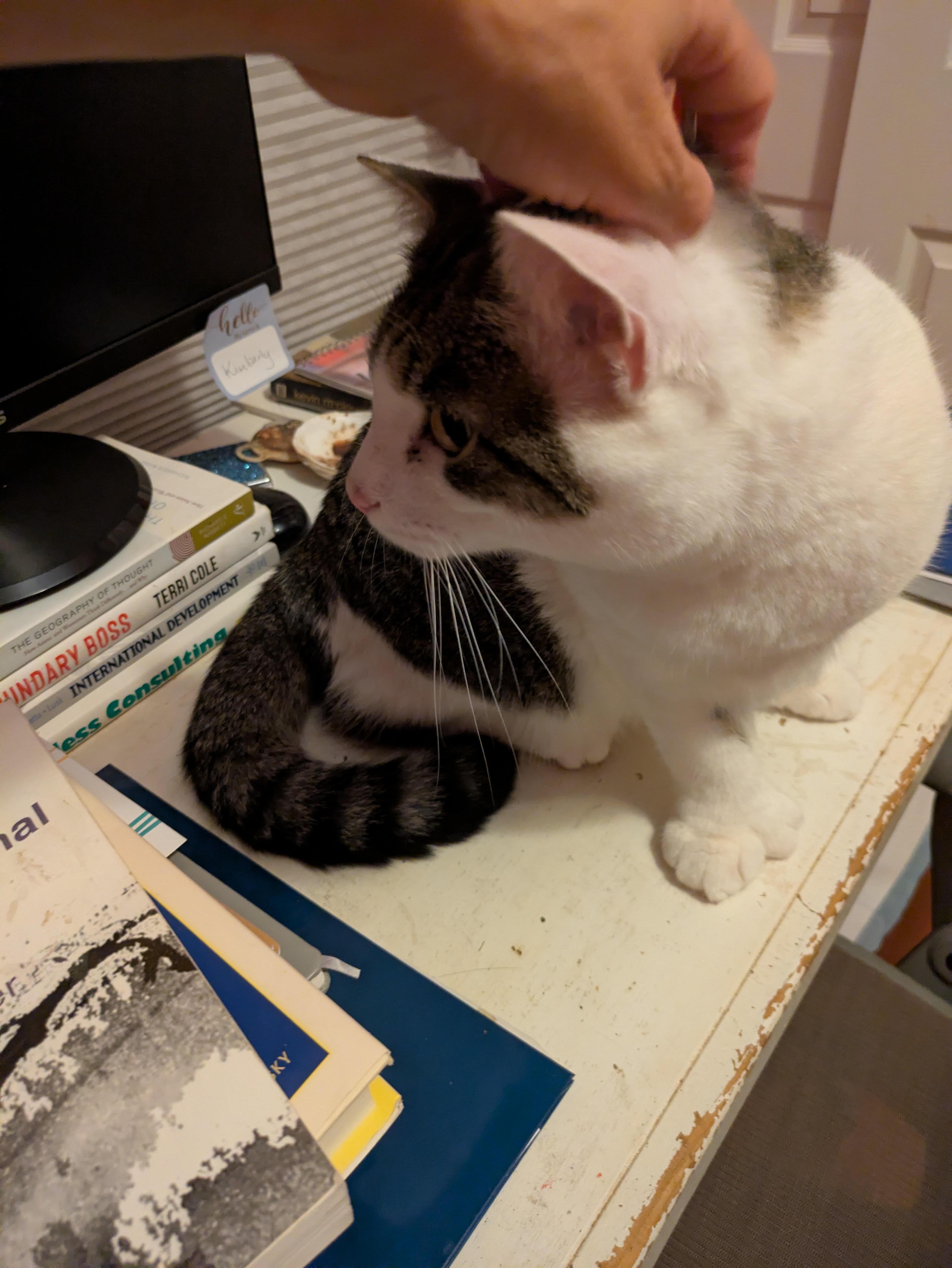 Enlarge Prince, a ADOPTABLE Domestic Short Hair in Melrose, MA image 6/6