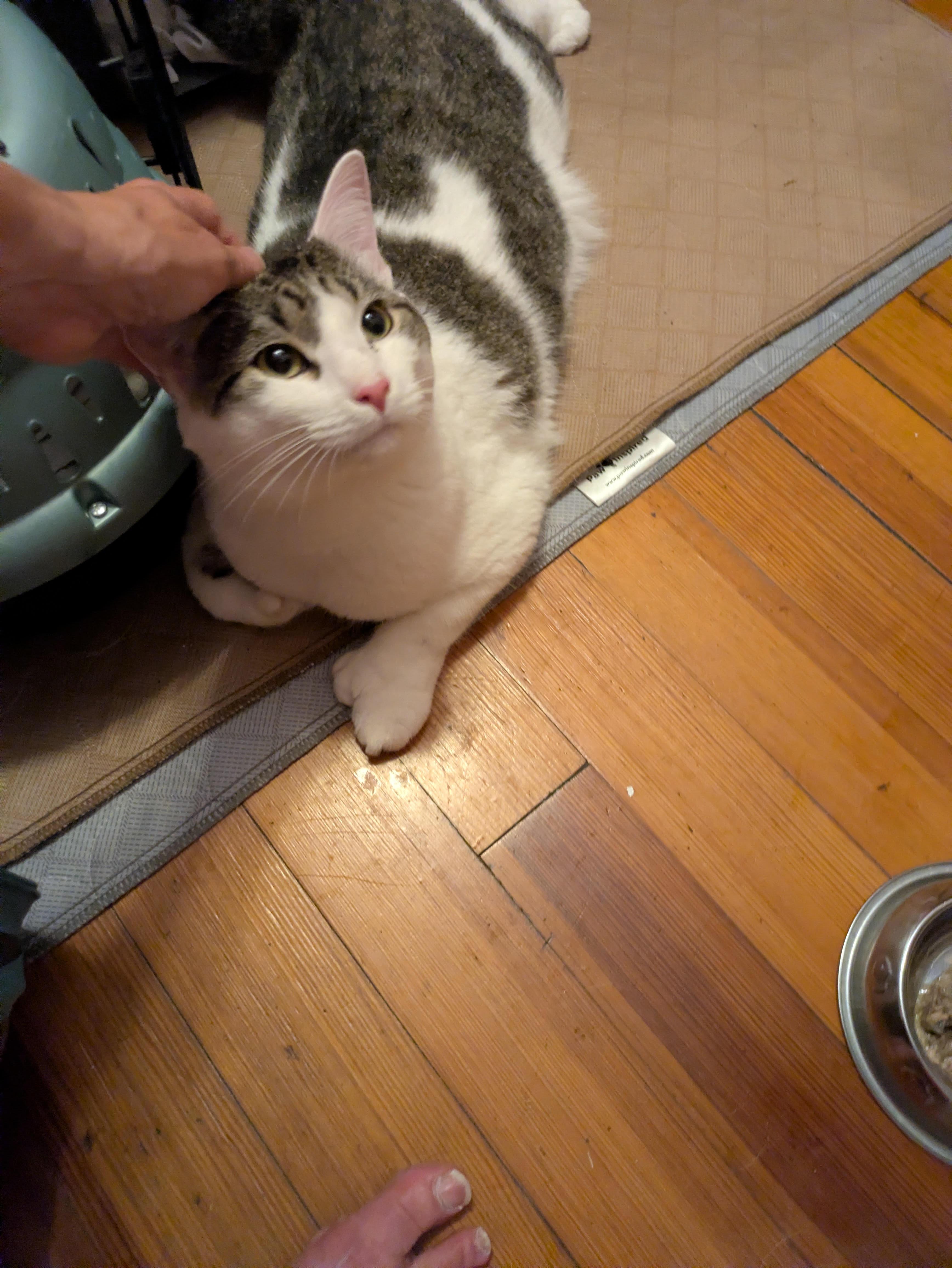 Enlarge Prince, a ADOPTABLE Domestic Short Hair in Melrose, MA image 5/6