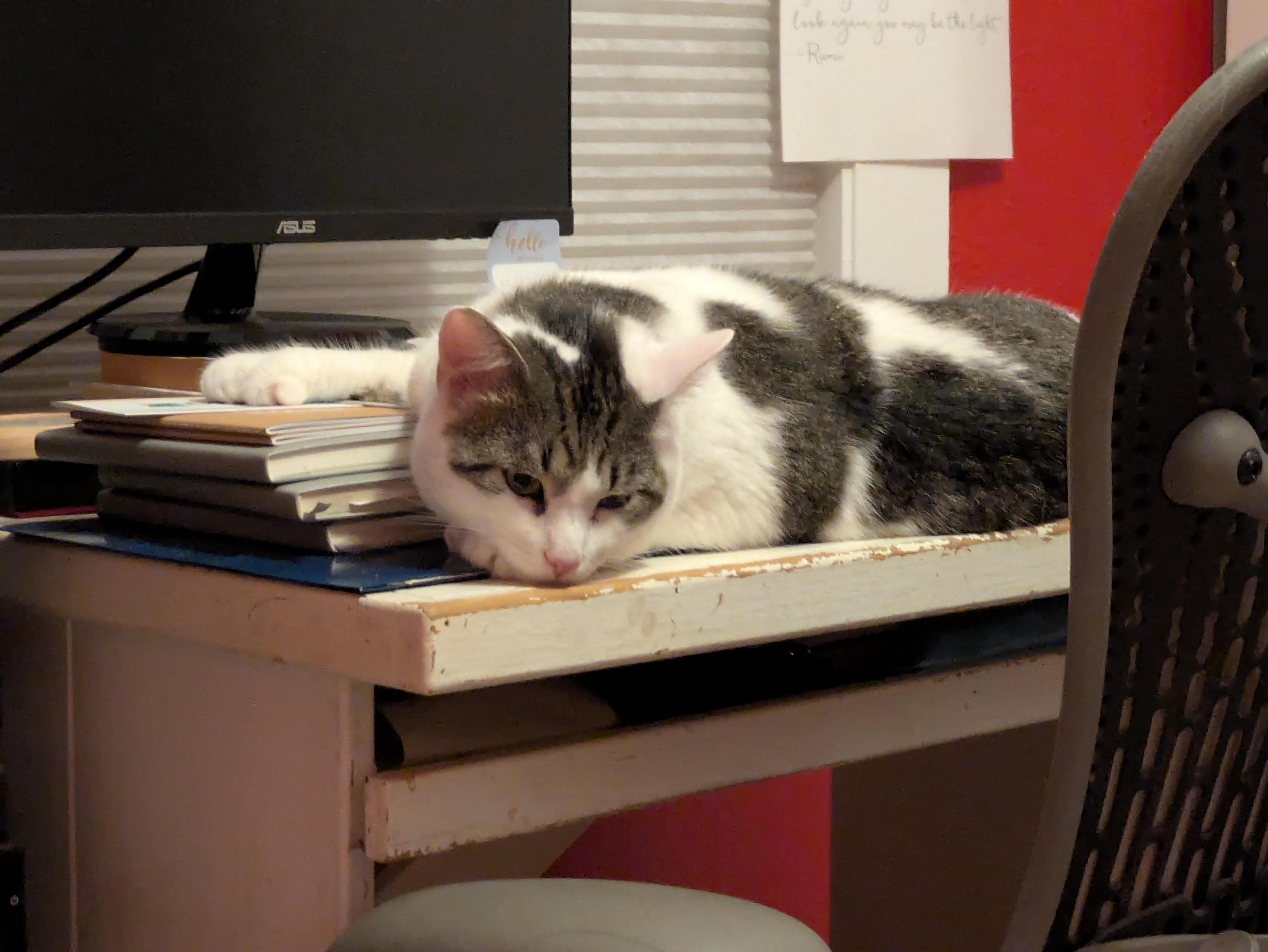 Enlarge Prince, a ADOPTABLE Domestic Short Hair in Melrose, MA image 4/6