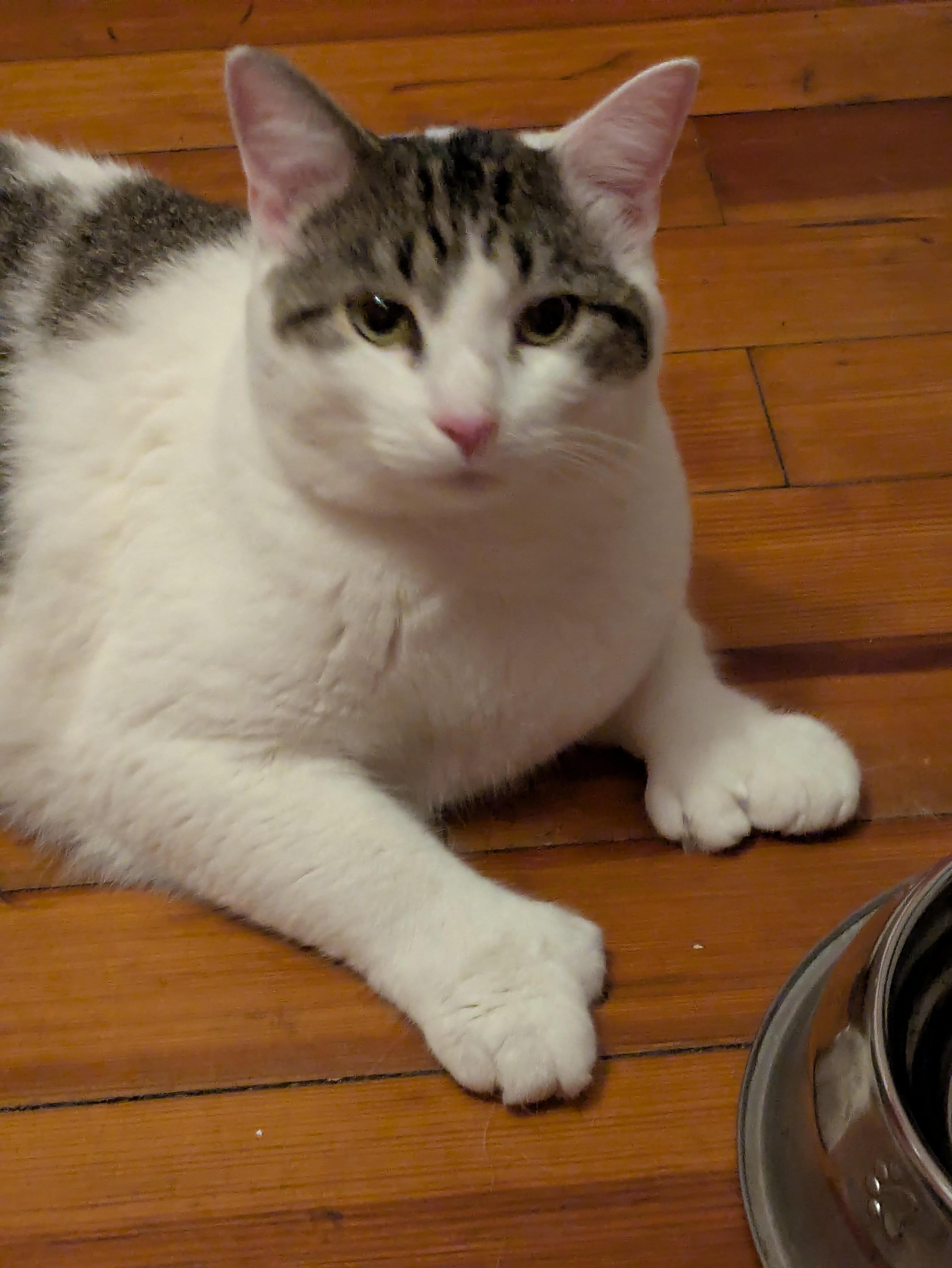 Prince, ADOPTABLE, Young Male Domestic Short Hair.