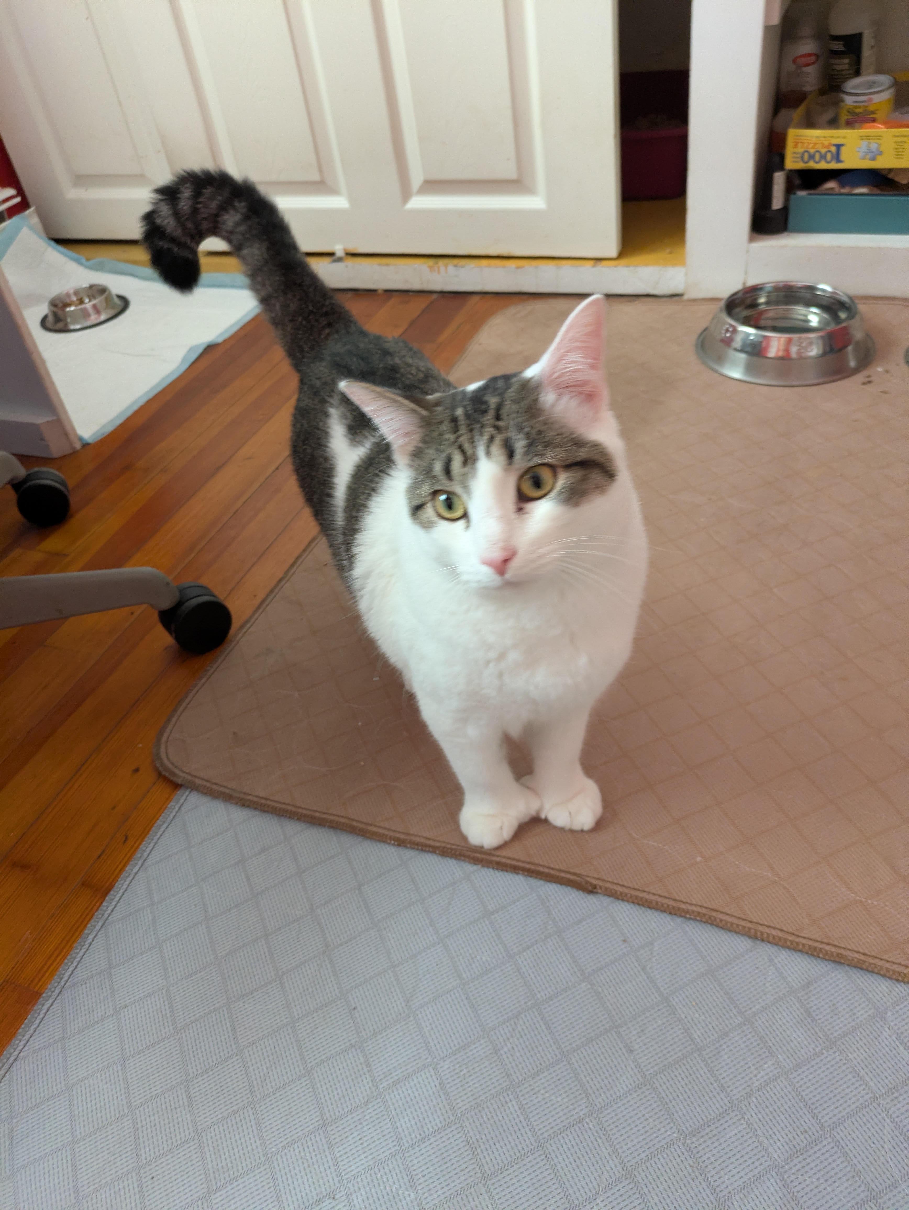 Enlarge Prince, a ADOPTABLE Domestic Short Hair in Melrose, MA image 3/6