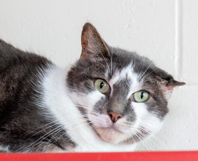 Enlarge NUGGET, a Adoptable Domestic Short Hair in Boston, MA image 1/1