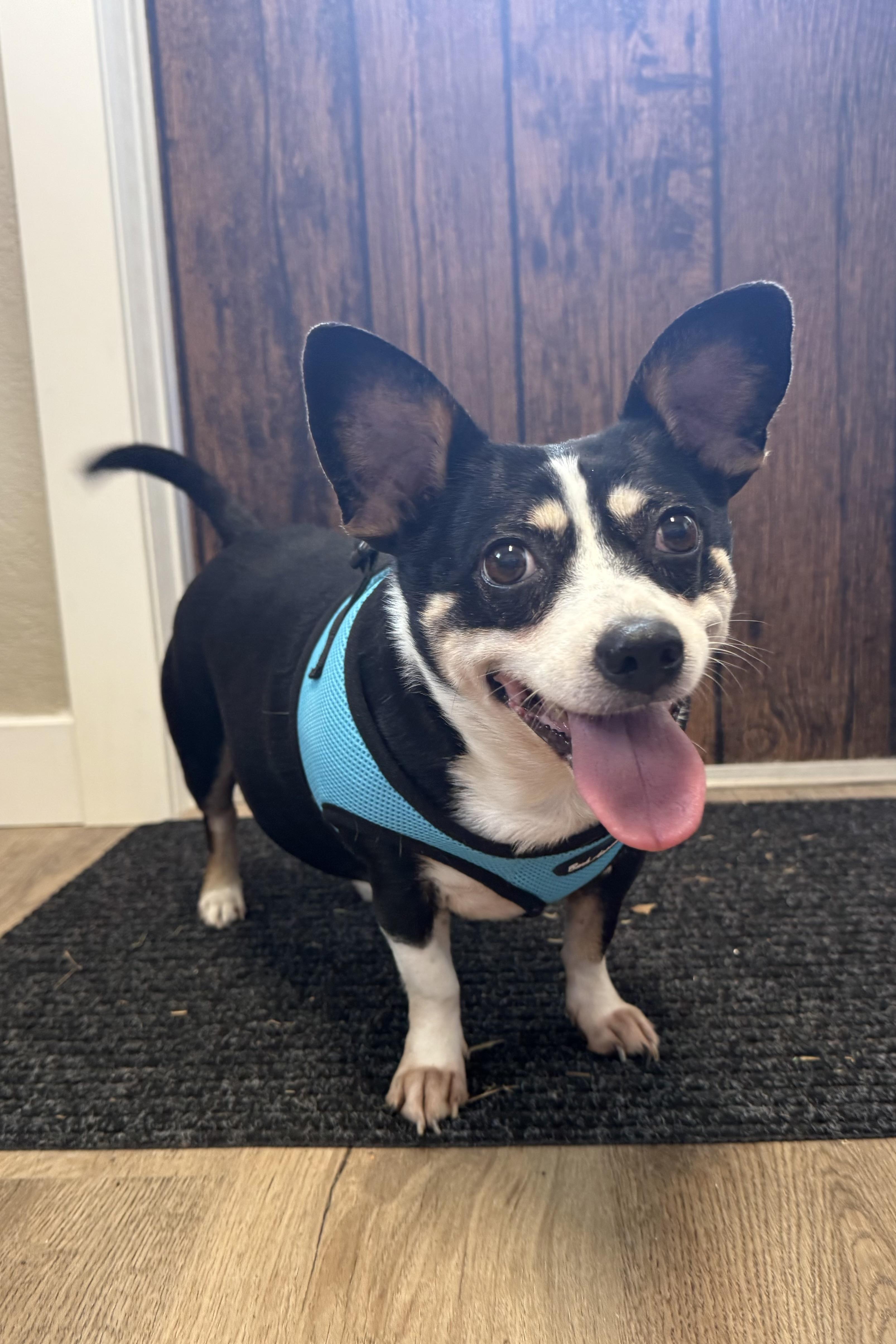 Enlarge Minnie, a Adoptable mixed breed in Plant City, FL image 2/6