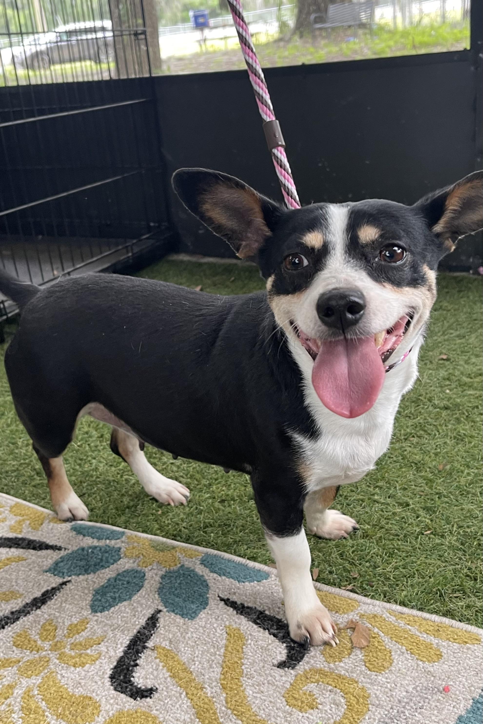 Enlarge Minnie, a Adoptable mixed breed in Plant City, FL image 5/6