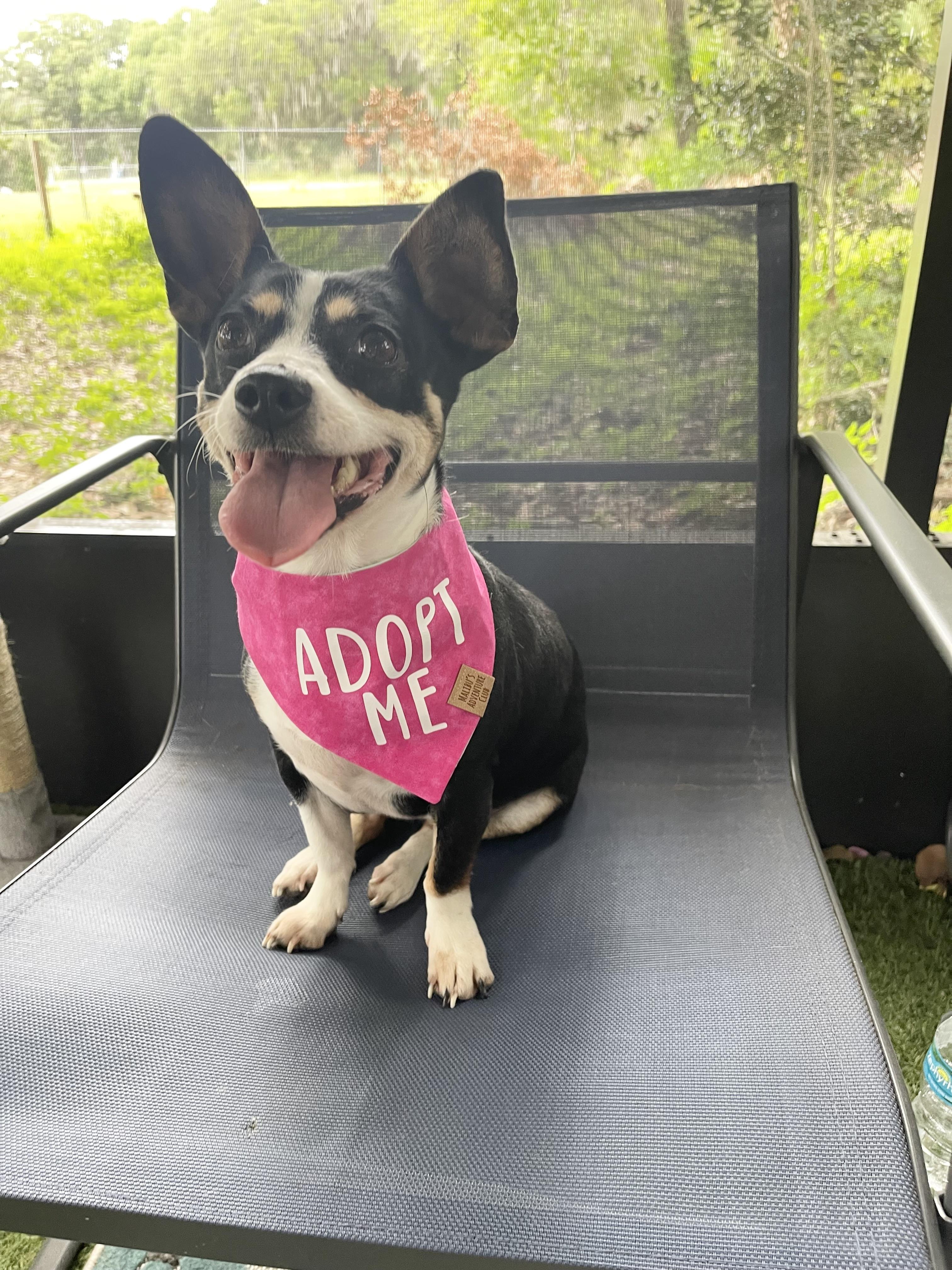 Enlarge Minnie, a Adoptable mixed breed in Plant City, FL image 1/6