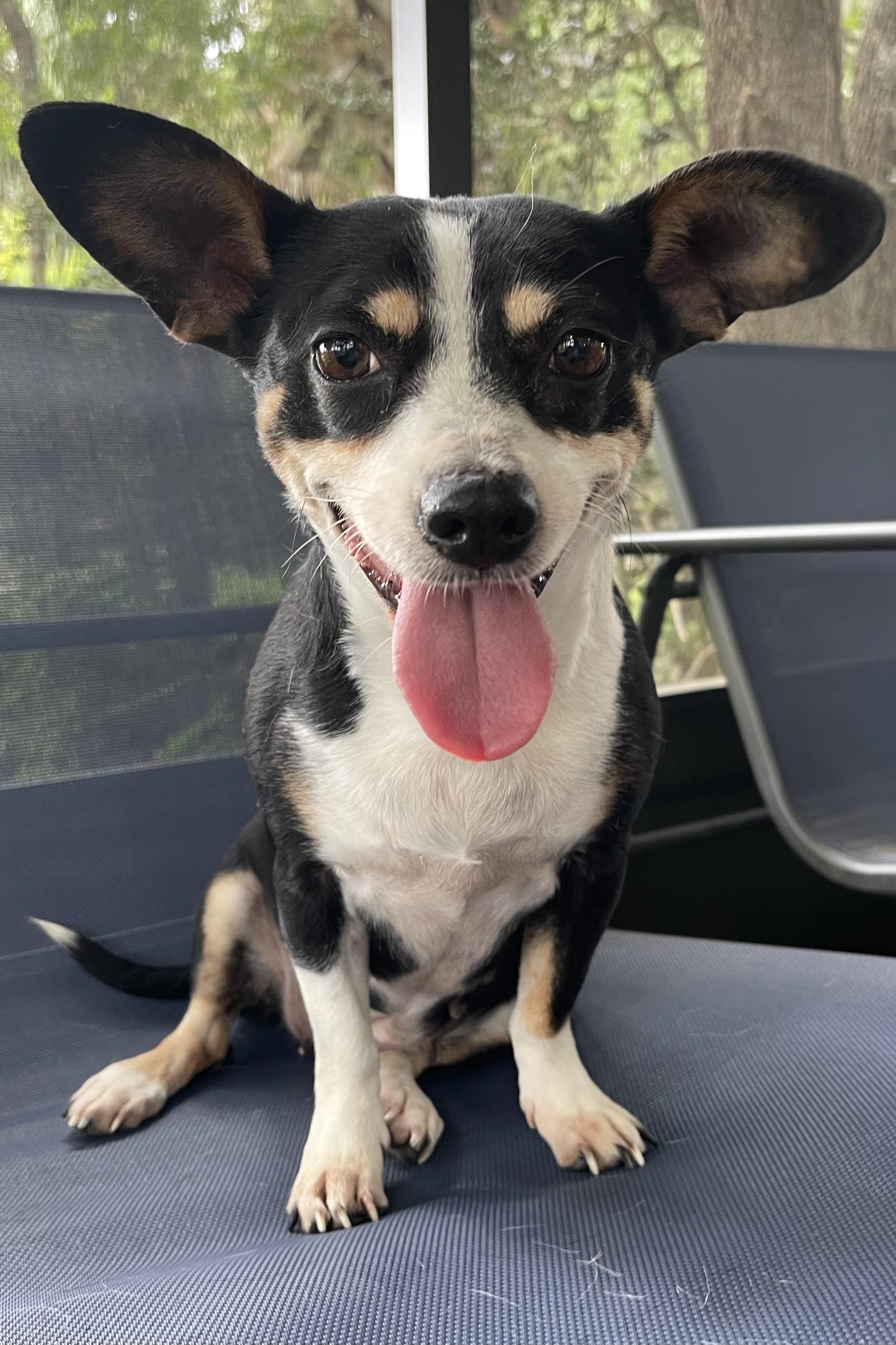 Enlarge Minnie, a Adoptable mixed breed in Plant City, FL image 3/6