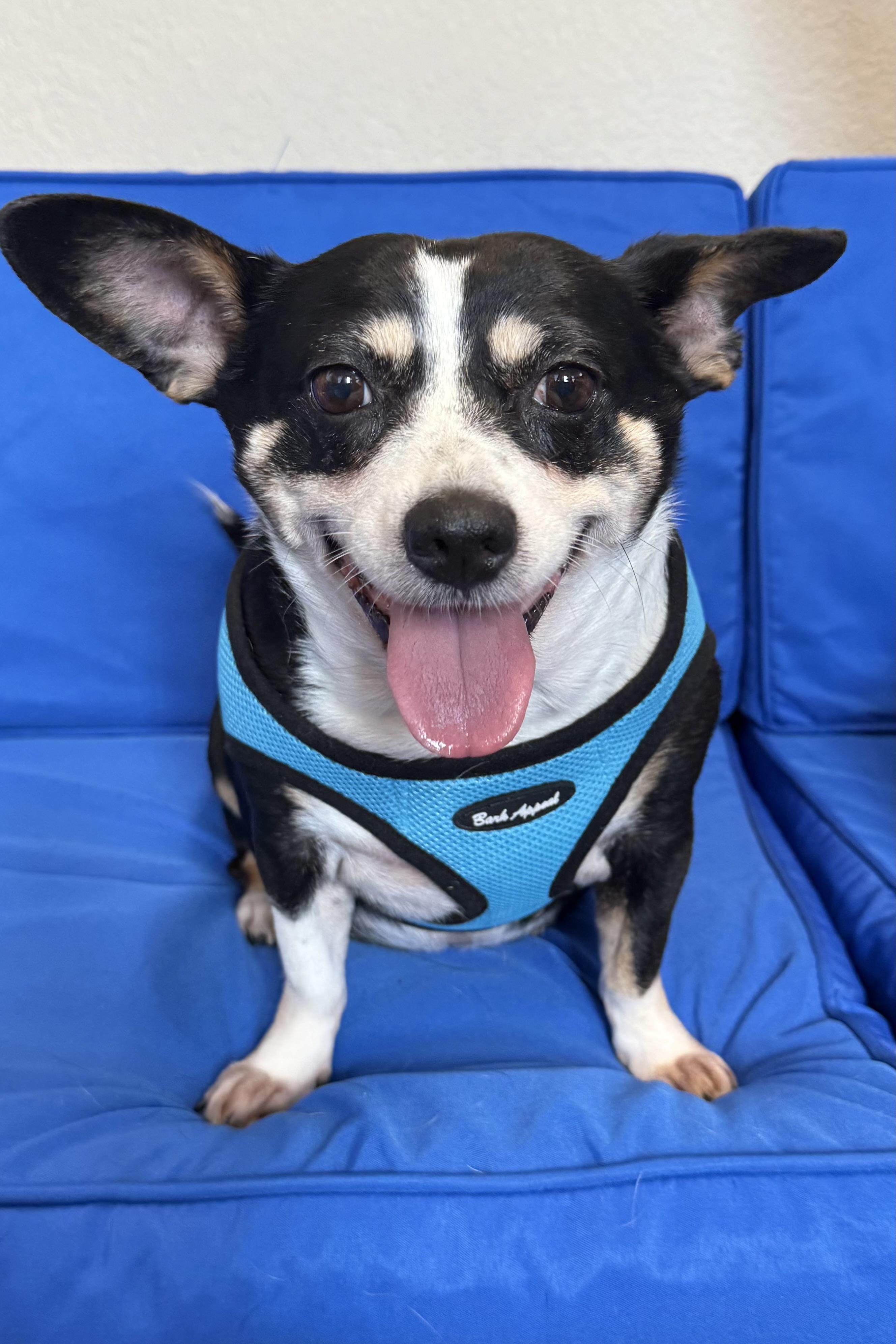 Enlarge Minnie, a Adoptable mixed breed in Plant City, FL image 6/6