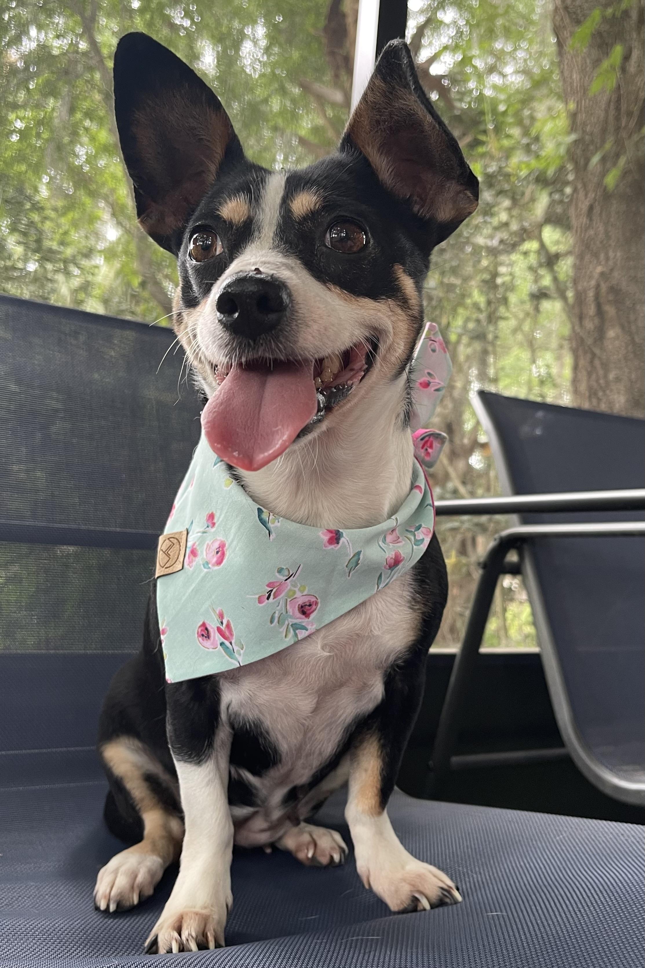 Enlarge Minnie, a Adoptable mixed breed in Plant City, FL image 4/6