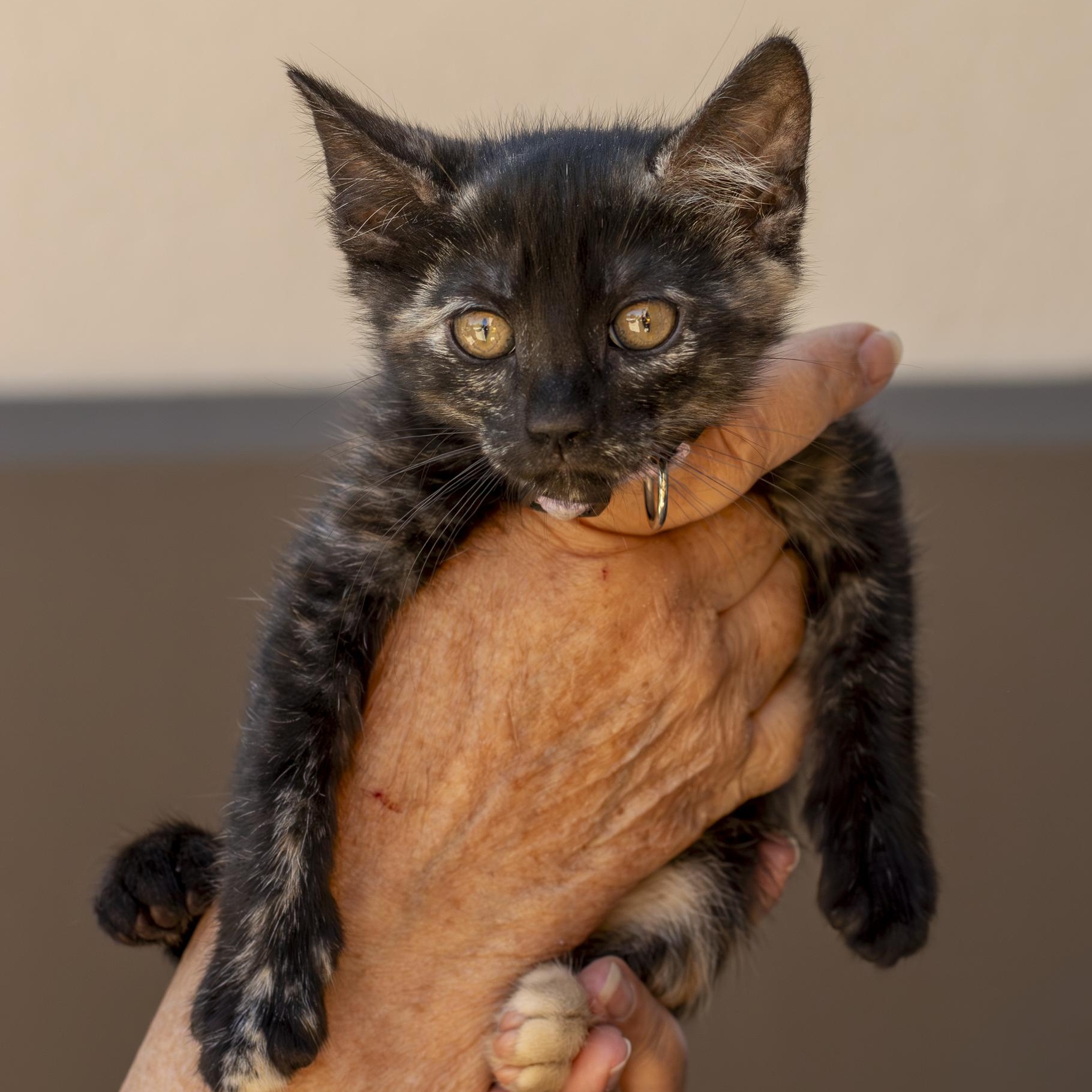 Clara, ADOPTABLE, Kitten Female Domestic Short Hair.