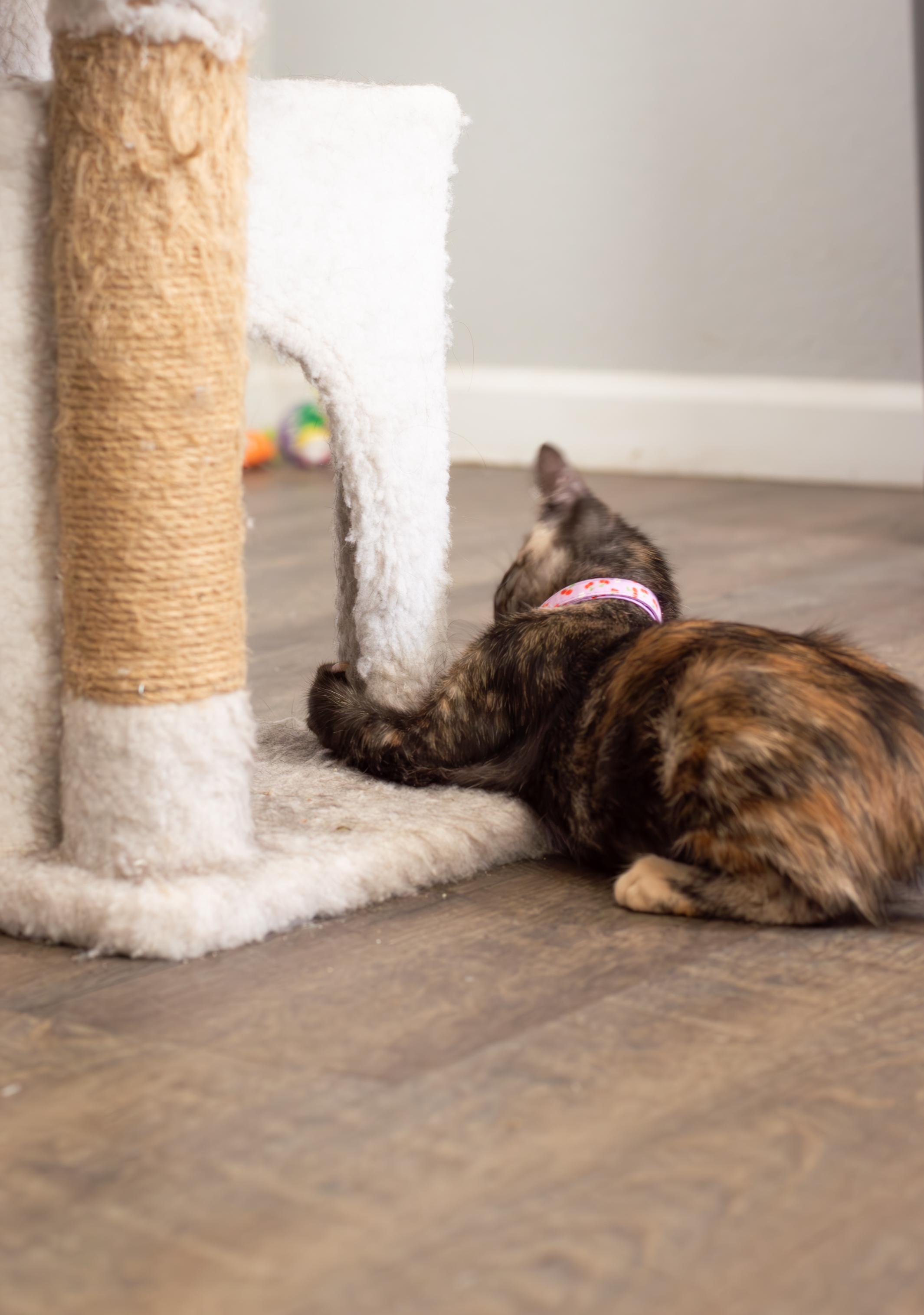 Clara, a ADOPTABLE Domestic Short Hair in Elk Grove, CA image 2/4