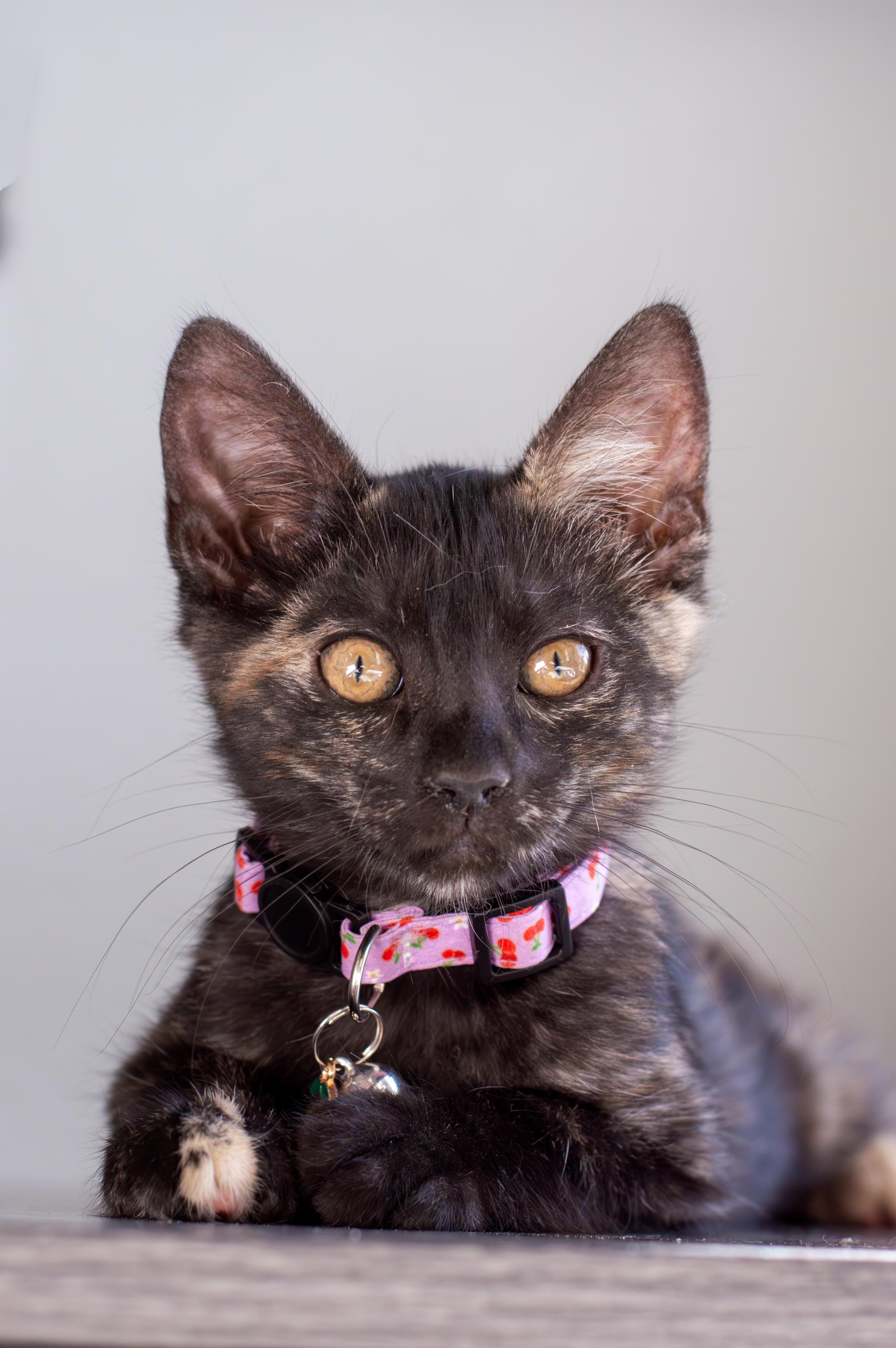Clara, ADOPTABLE, Kitten Female Domestic Short Hair.