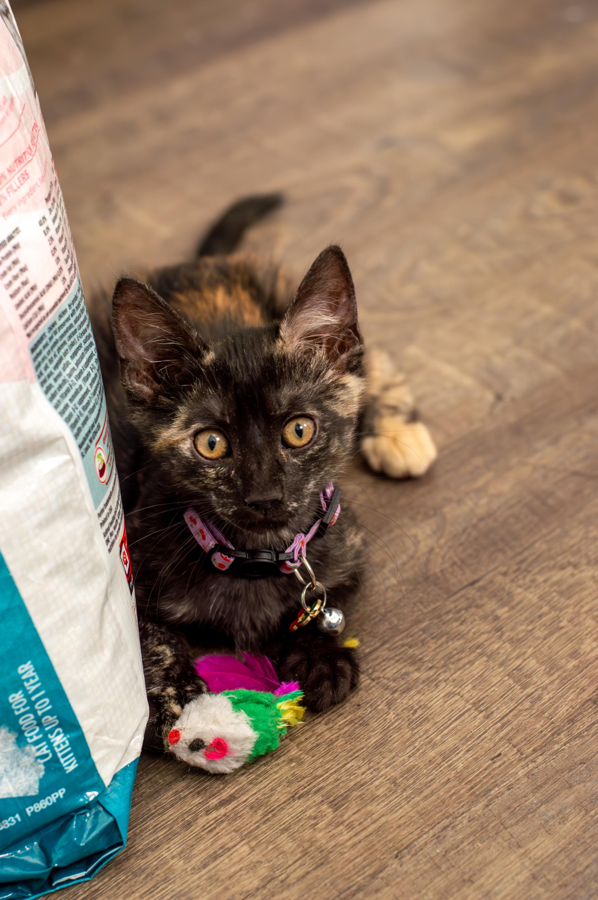 Clara, a ADOPTABLE Domestic Short Hair in Elk Grove, CA image 3/4