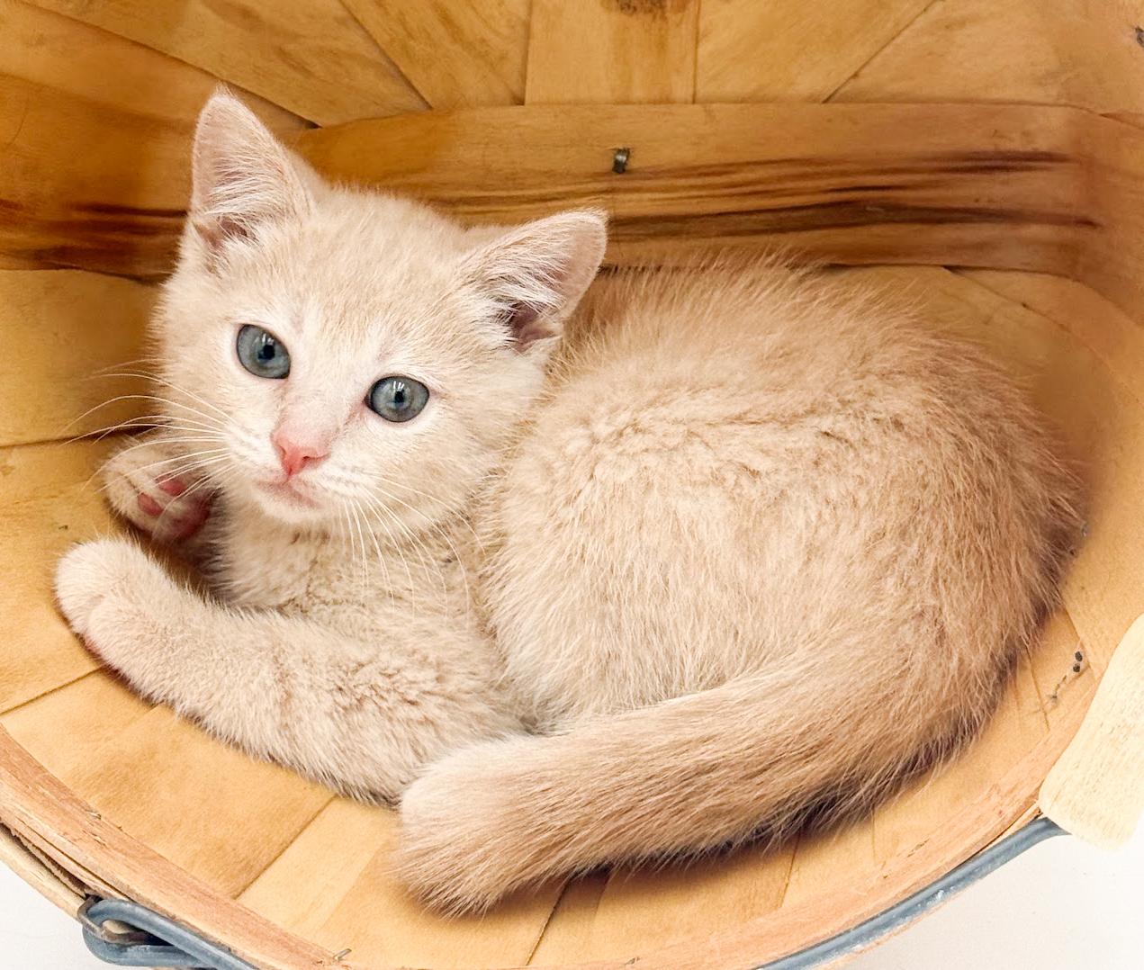 Enlarge Honey is a honey of a floof - rare orange female, an adopted Tabby in Bedford Hills, NY image 3/3