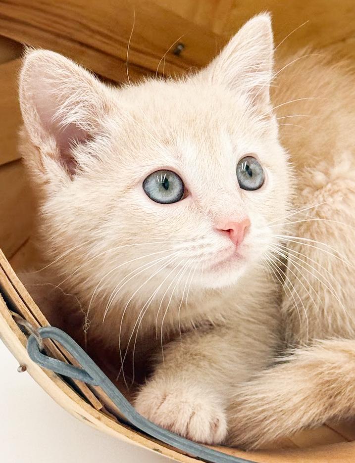 Enlarge Honey is a honey of a floof - rare orange female, an adopted Tabby in Bedford Hills, NY image 2/3