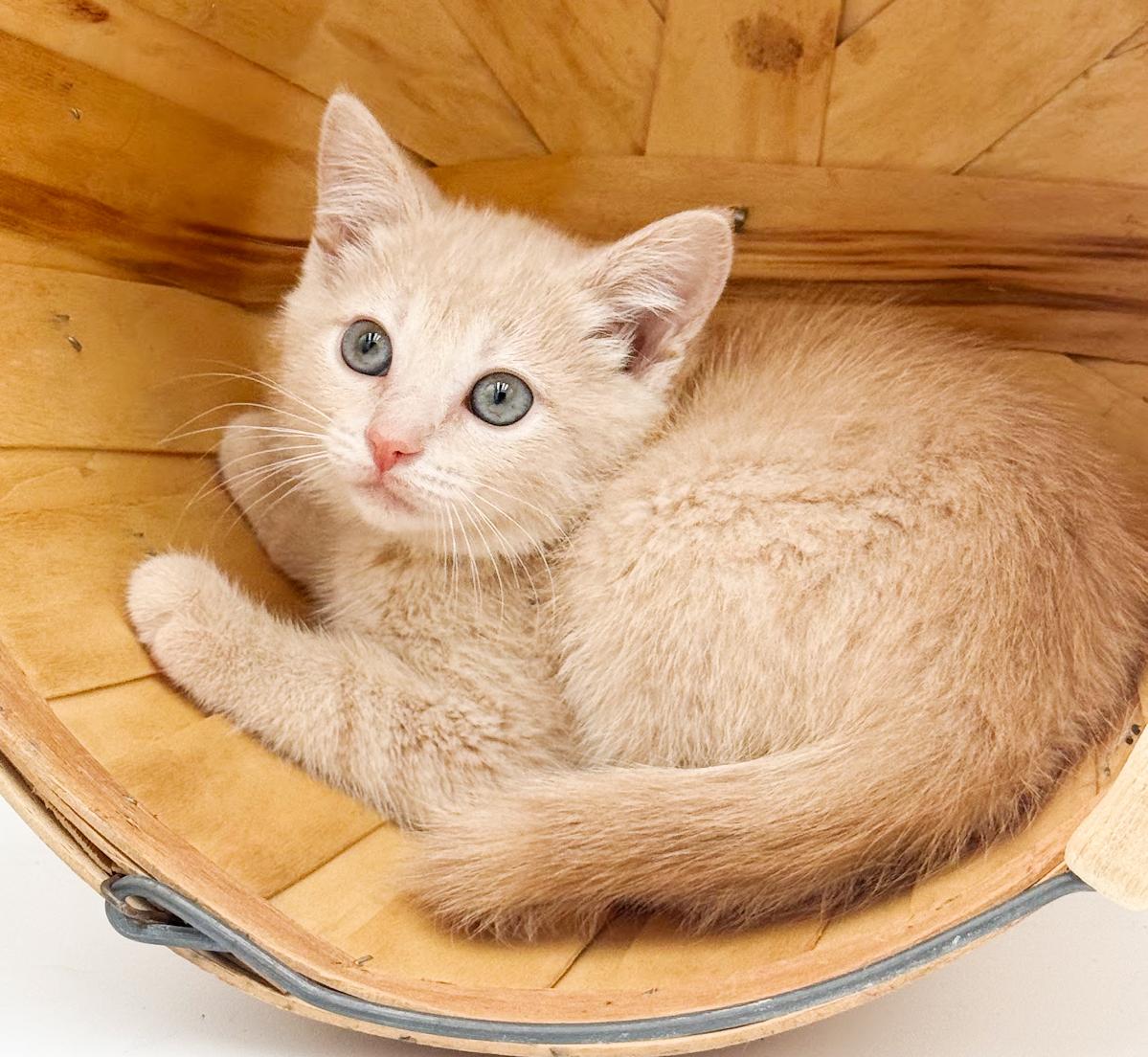 Honey is a honey of a floof - rare orange female, adopted, Kitten Female Tabby.