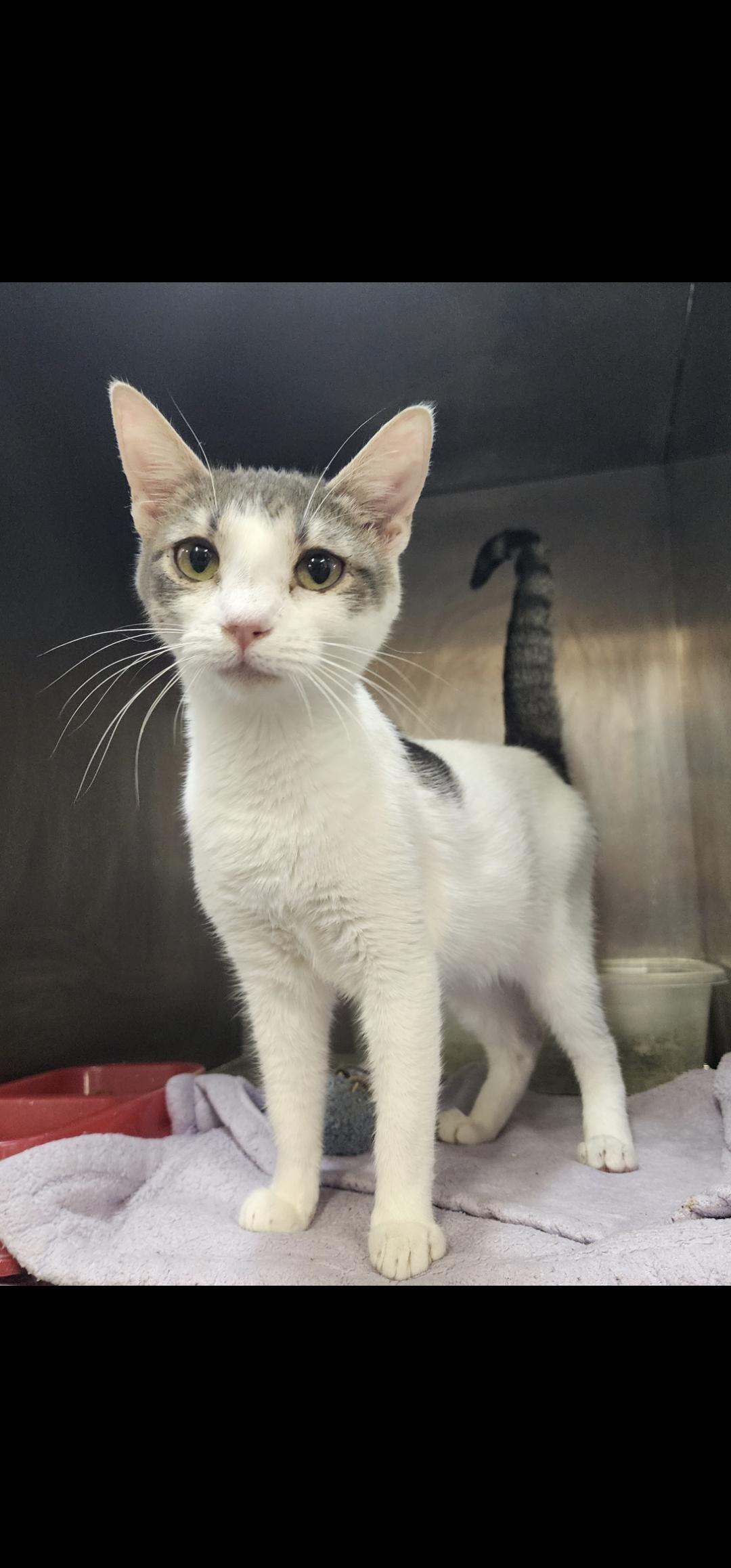 Scarlett, Adoptable, Young Female Domestic Short Hair.
