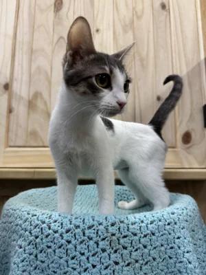 Enlarge Scarlett, a Adoptable Domestic Short Hair in Chuckey, TN image 2/2