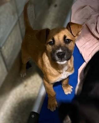 Enlarge Merriwether, a Adoptable mixed breed in Washington, DC image 1/1