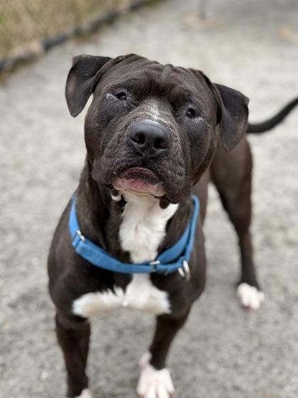 Barry McBear, a Adoptable mixed breed in Fairfax, VA image 1/3