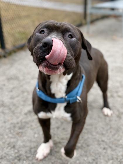 Barry McBear, a Adoptable mixed breed in Fairfax, VA image 2/3