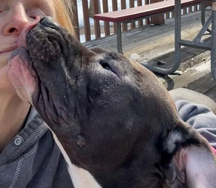 Barry McBear, a Adoptable mixed breed in Fairfax, VA image 3/3