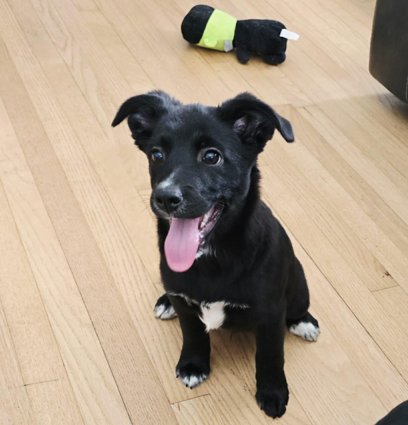 Mars , an adopted Mixed Breed in Kenosha, WI image 1/4