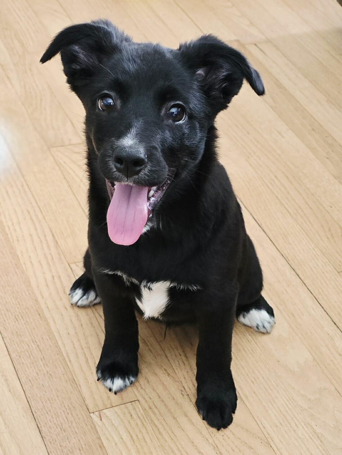 Mars , an adopted Mixed Breed in Kenosha, WI image 2/4