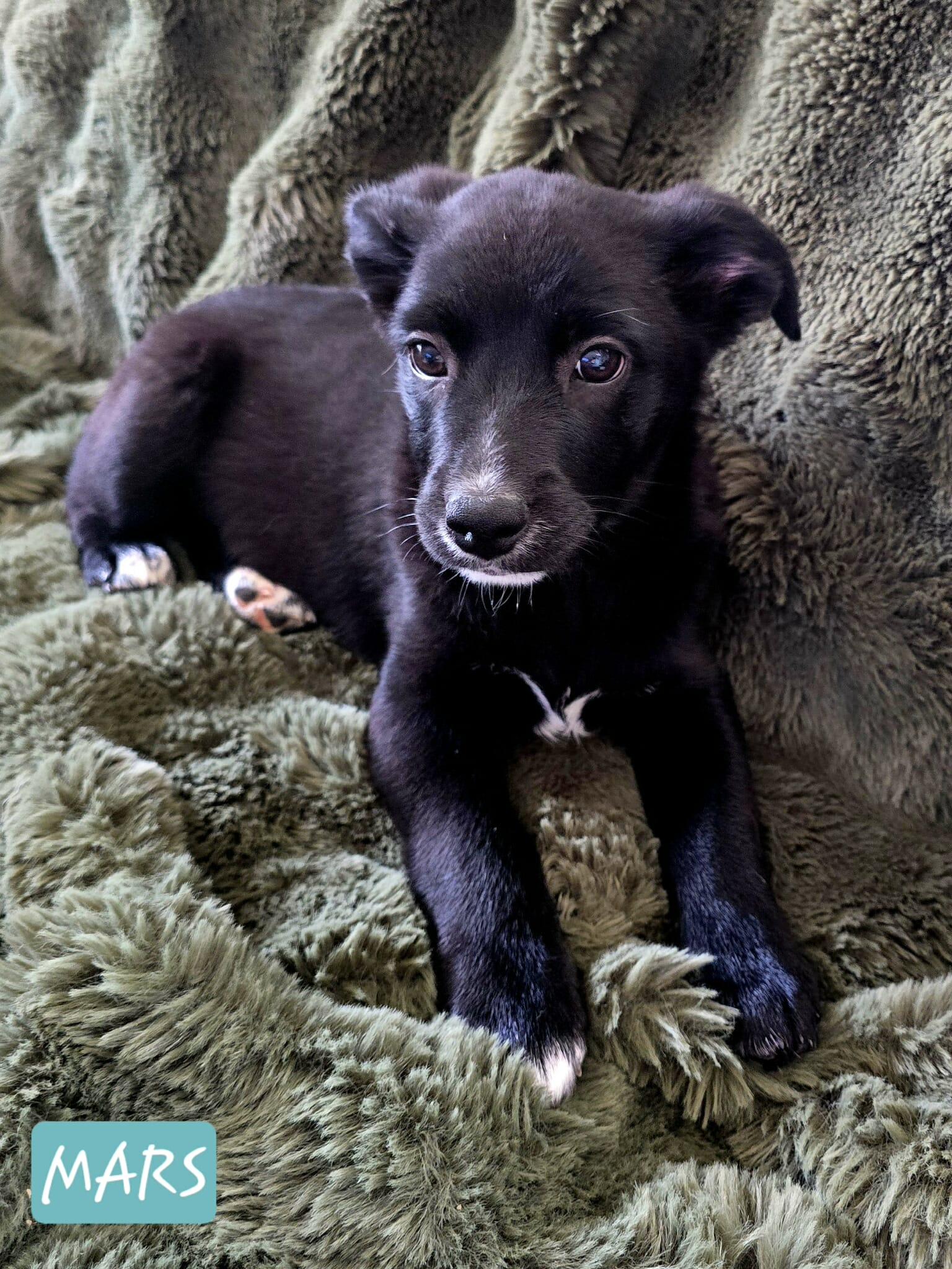 Mars , an adopted Mixed Breed in Kenosha, WI image 3/4