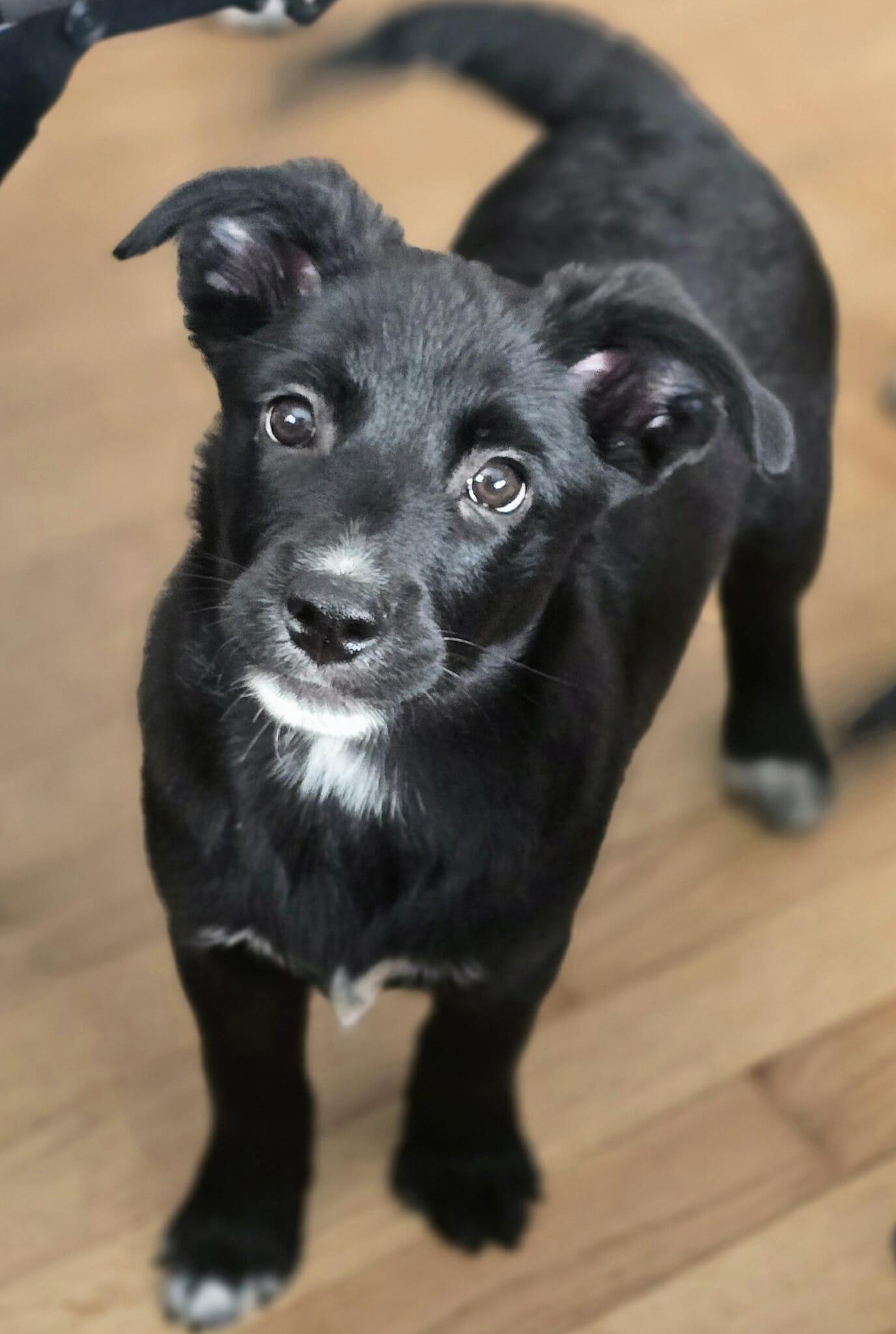 Mars , an adopted Mixed Breed in Kenosha, WI image 4/4