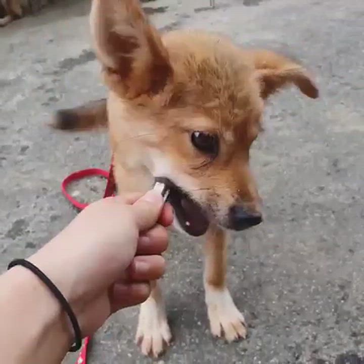 Enlarge Jack, a Adopted mixed breed in West Hartford , CT video 6/11