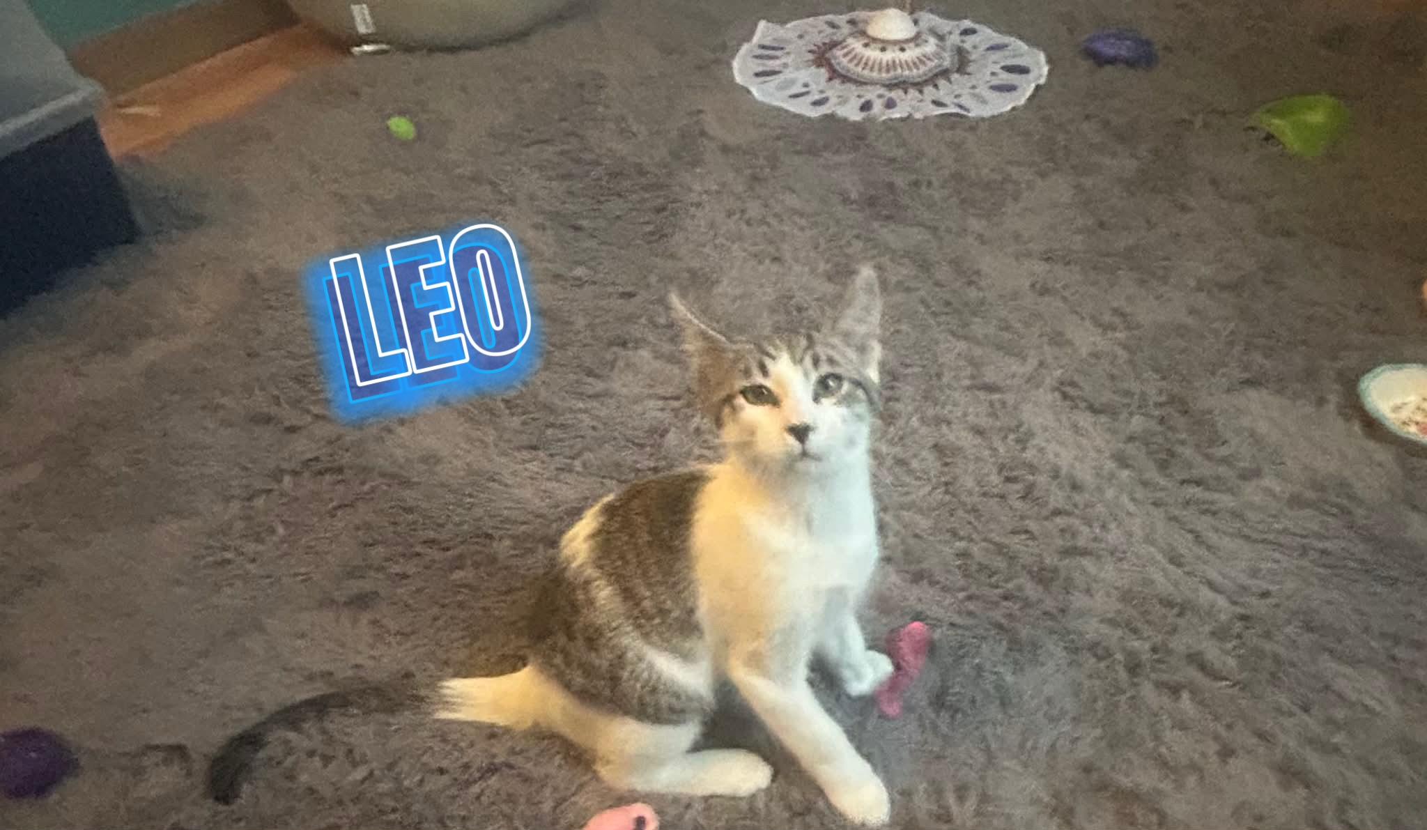 Leo (kitten), ADOPTABLE, Kitten Male Domestic Short Hair.