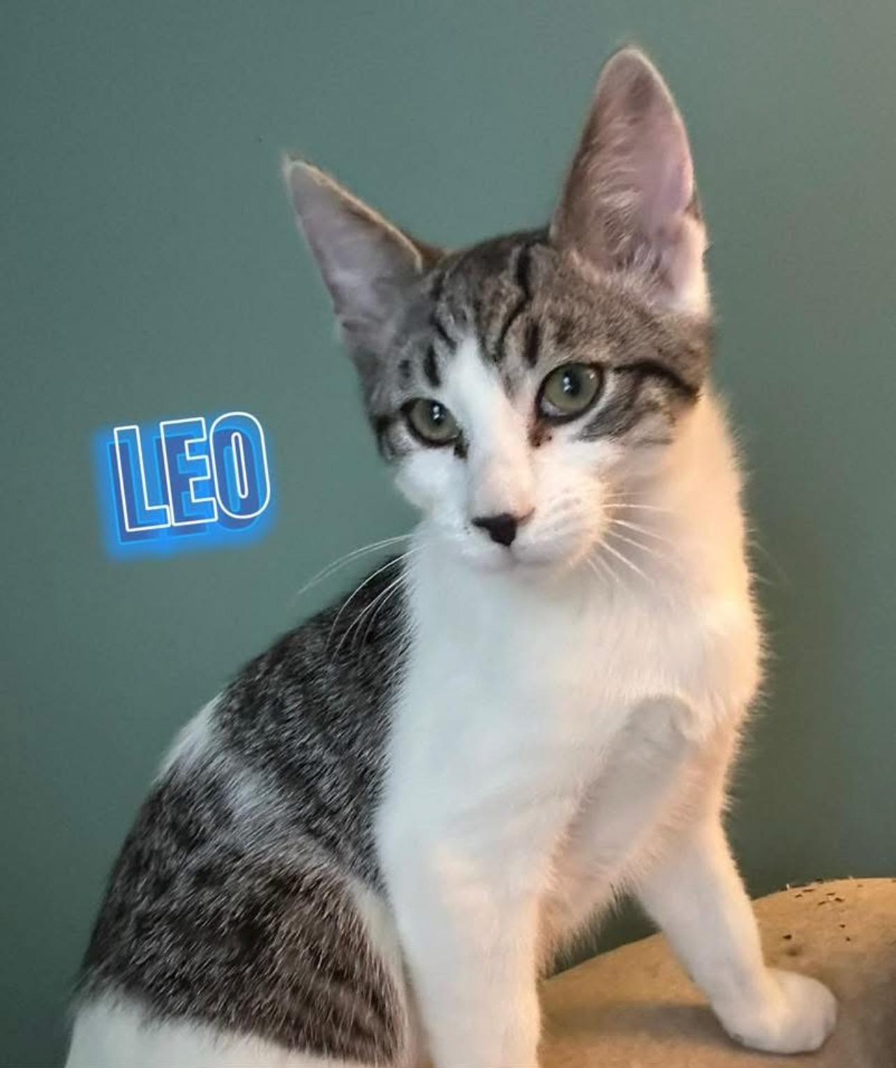 Enlarge Leo (kitten), a ADOPTABLE Domestic Short Hair in Enfield, CT image 2/2