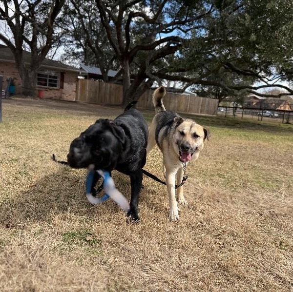 Zennia Garden Girl — thumbnail 5